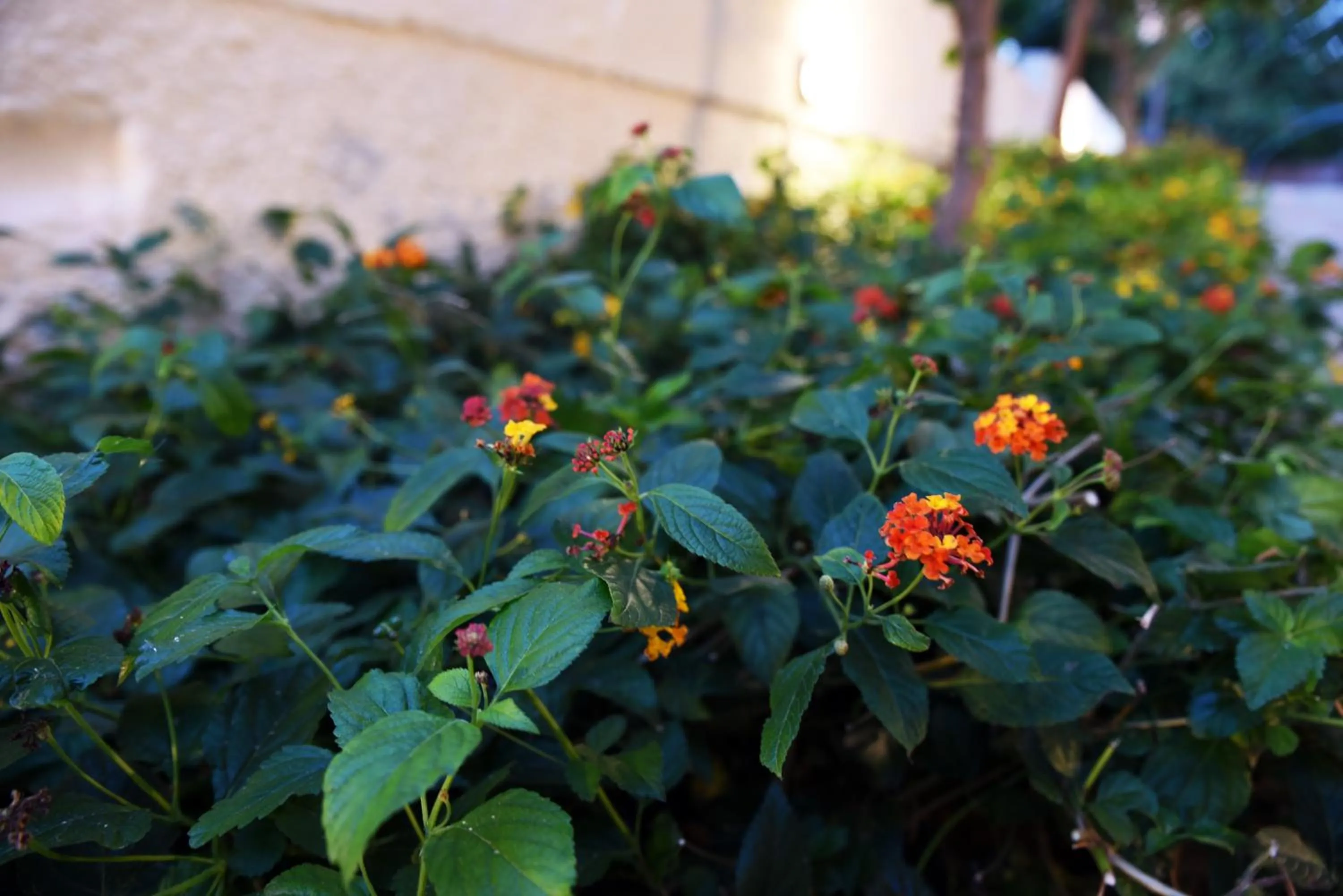 Garden in Iolkos Hotel Apartments