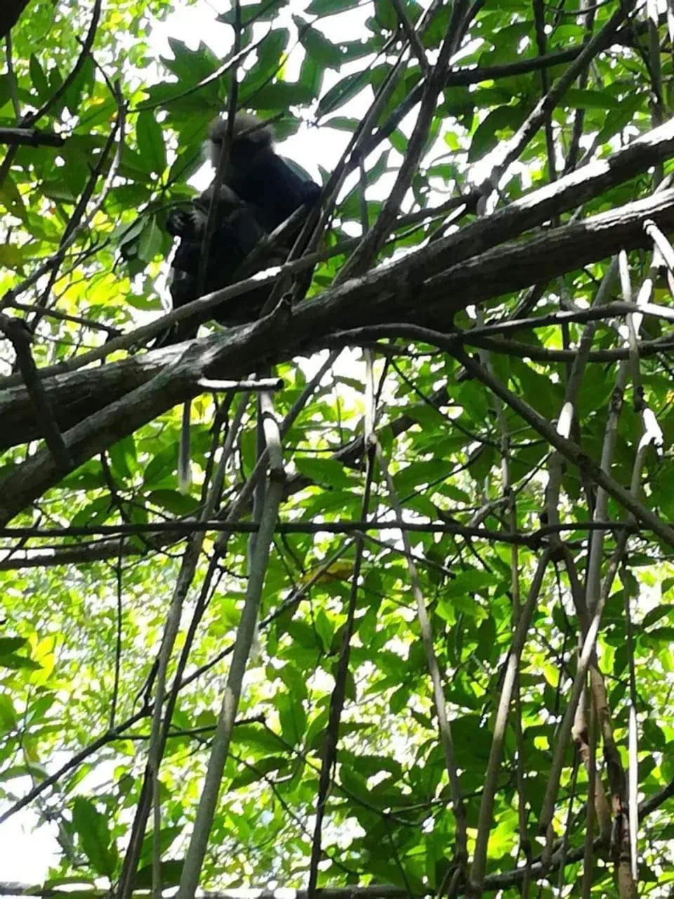 Animals in Vivid Lanka