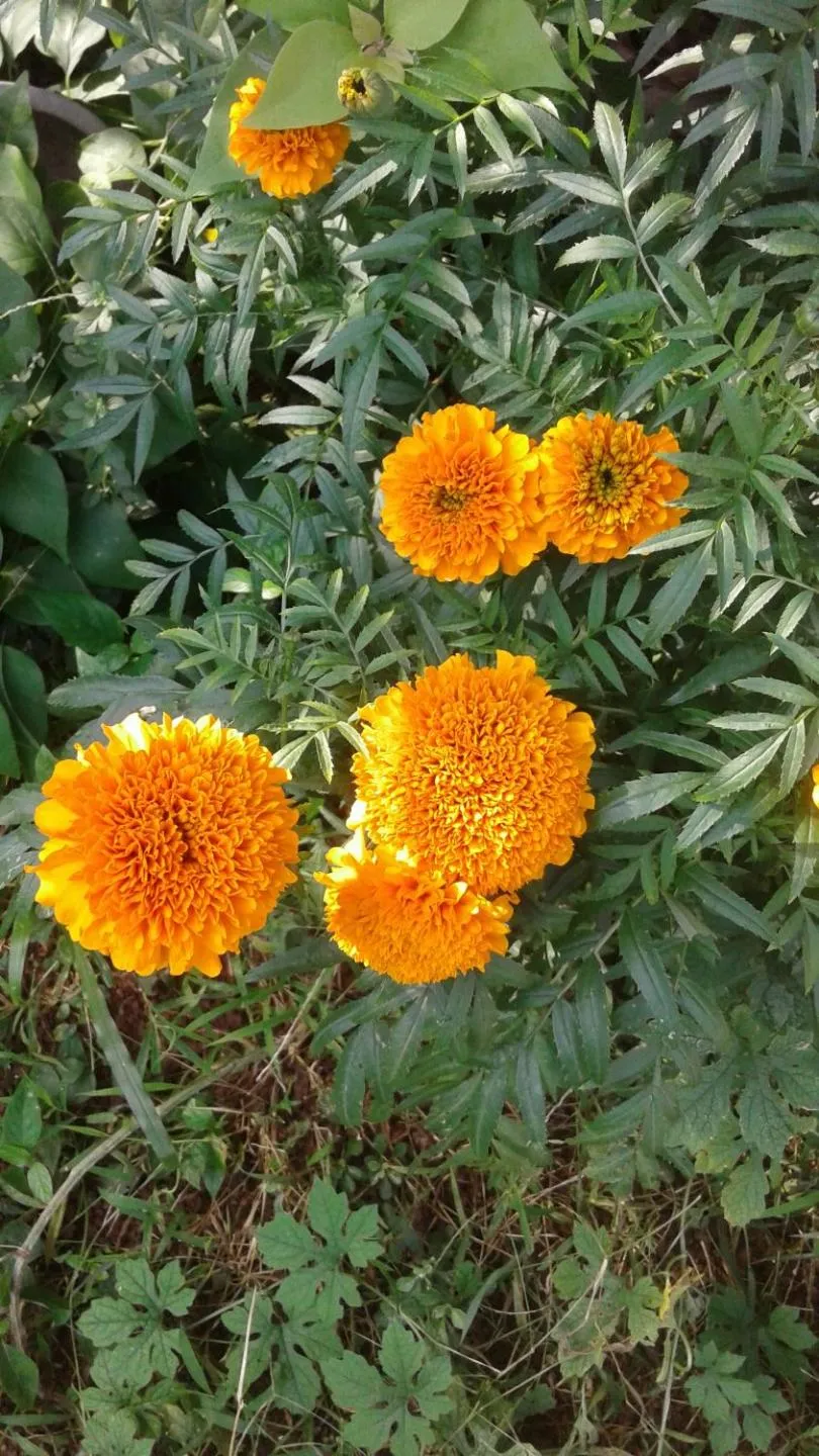 Garden in Vivid Lanka