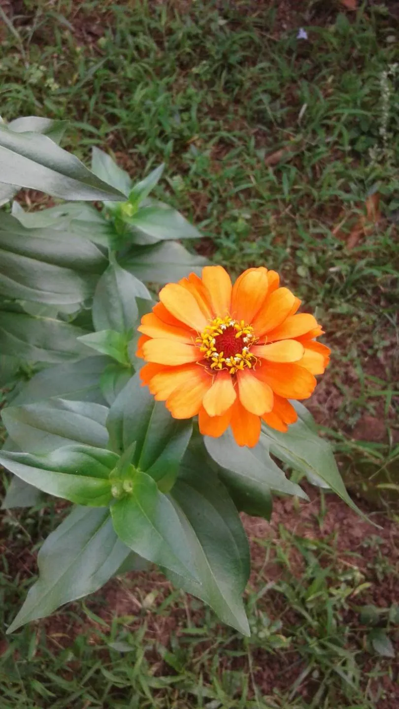 Garden in Vivid Lanka
