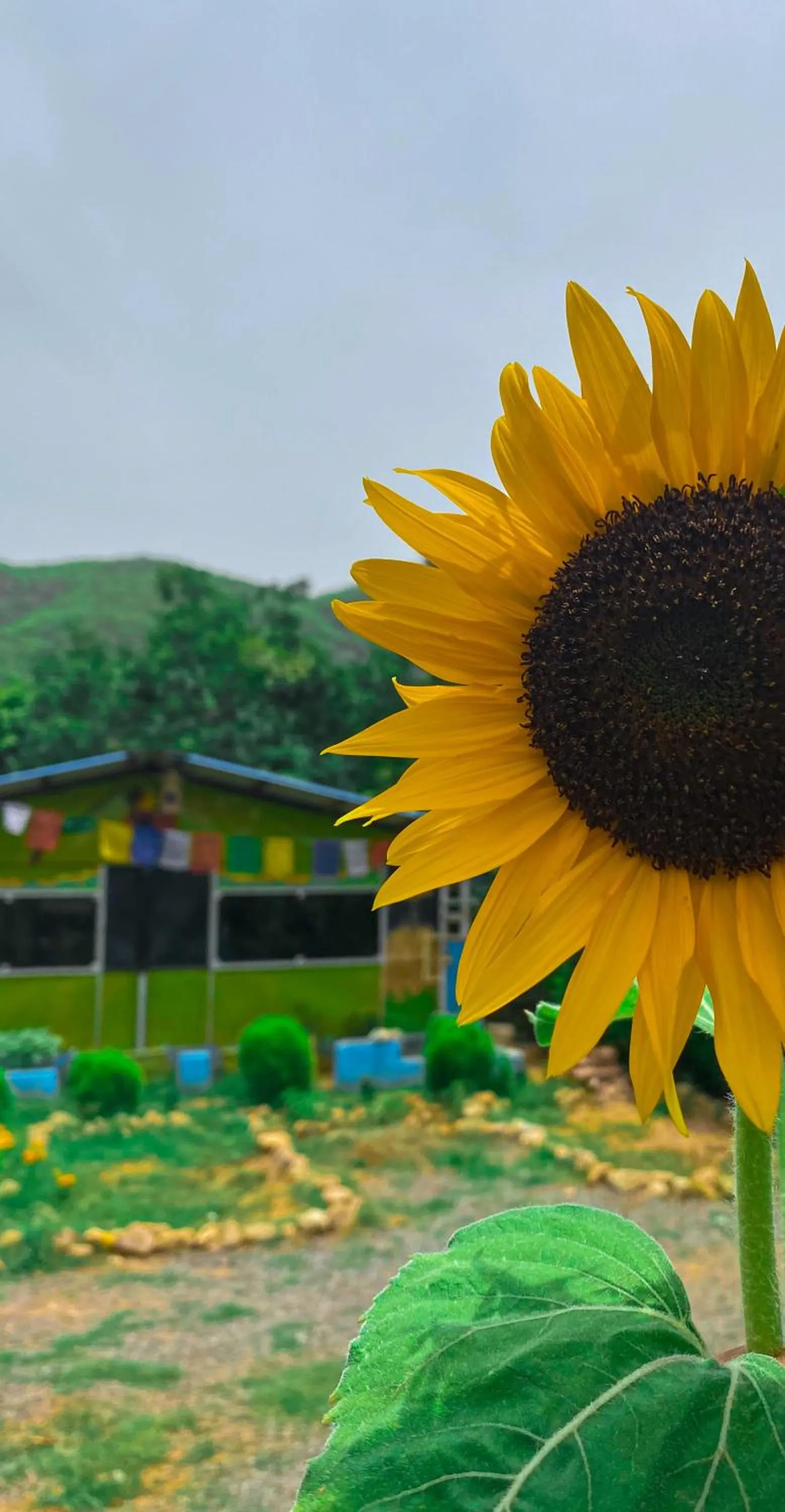 Spring in Namaste India