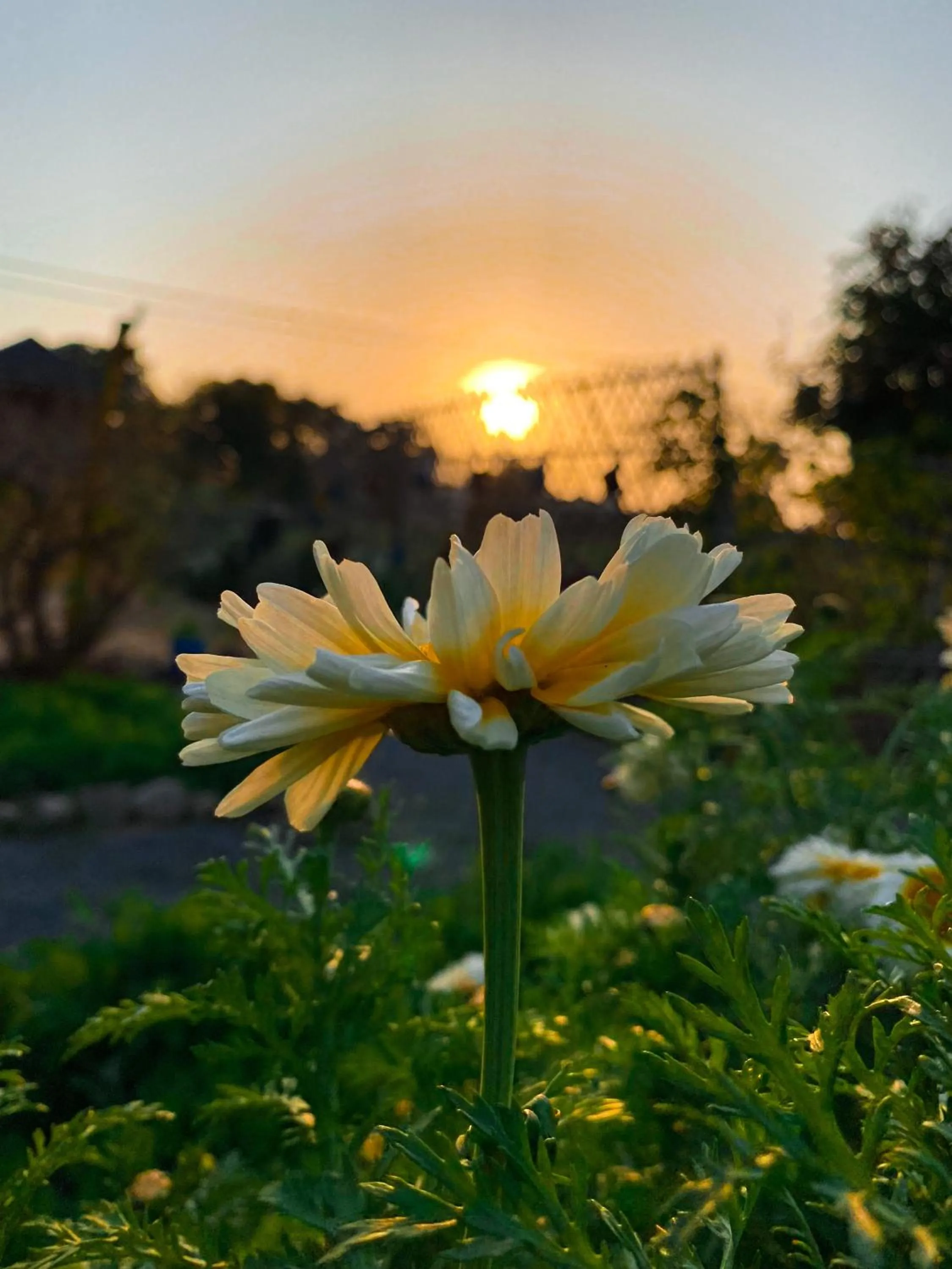 Spring in Namaste India