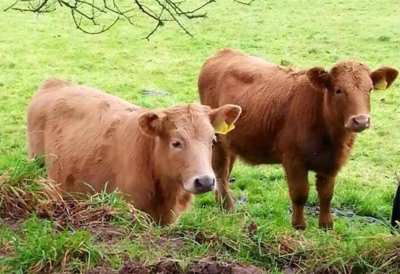 Animals in Barn Cottage - Farm Park Stay with Hot Tub