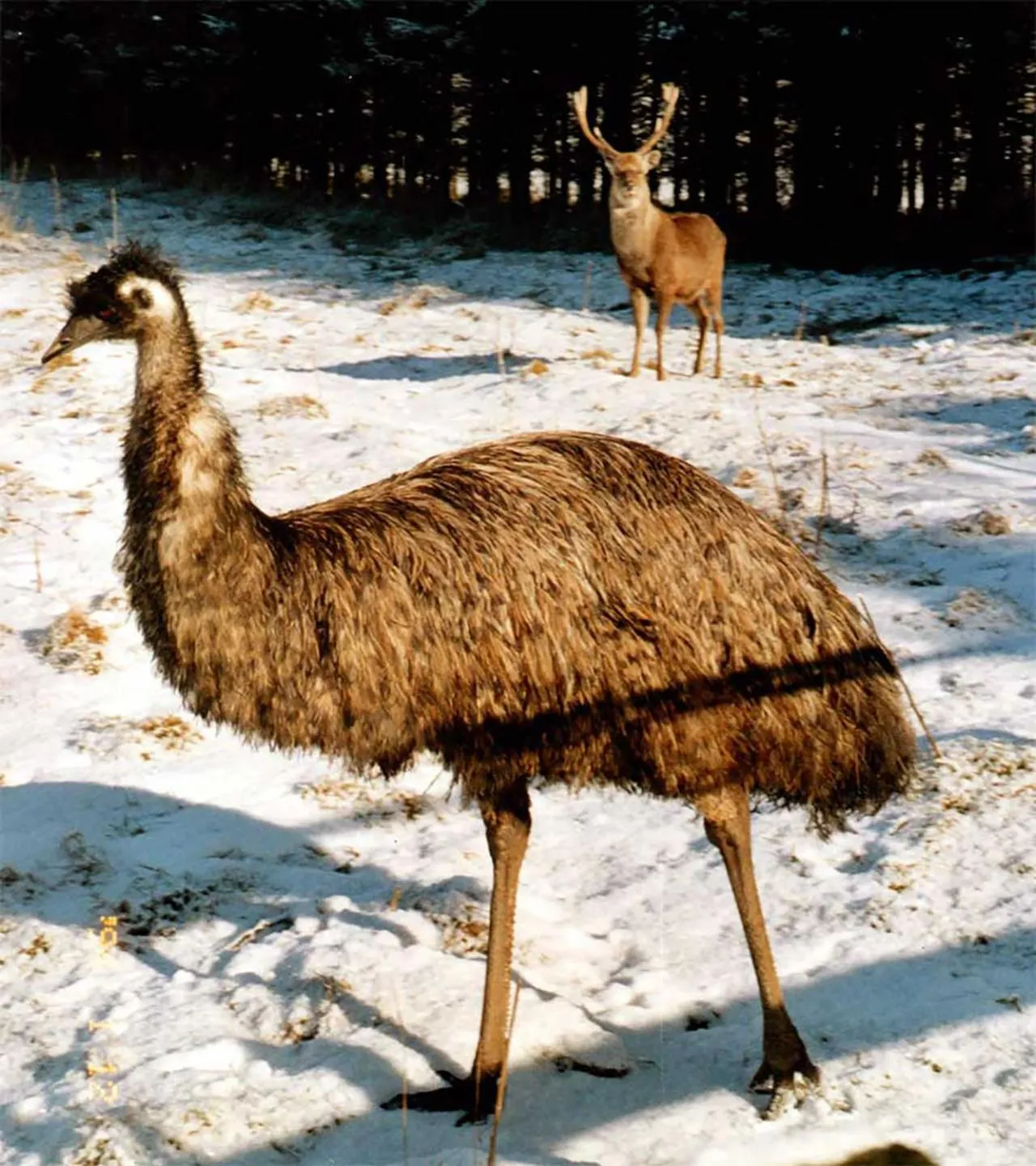 Animals in Barn Cottage - Farm Park Stay with Hot Tub