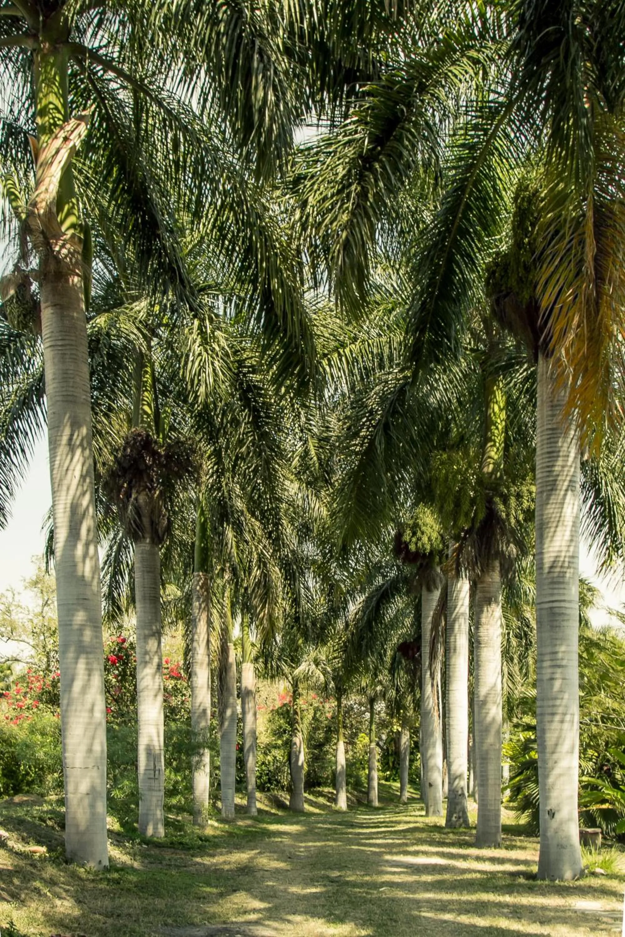 Natural landscape in Hacienda San Gabriel de las Palmas