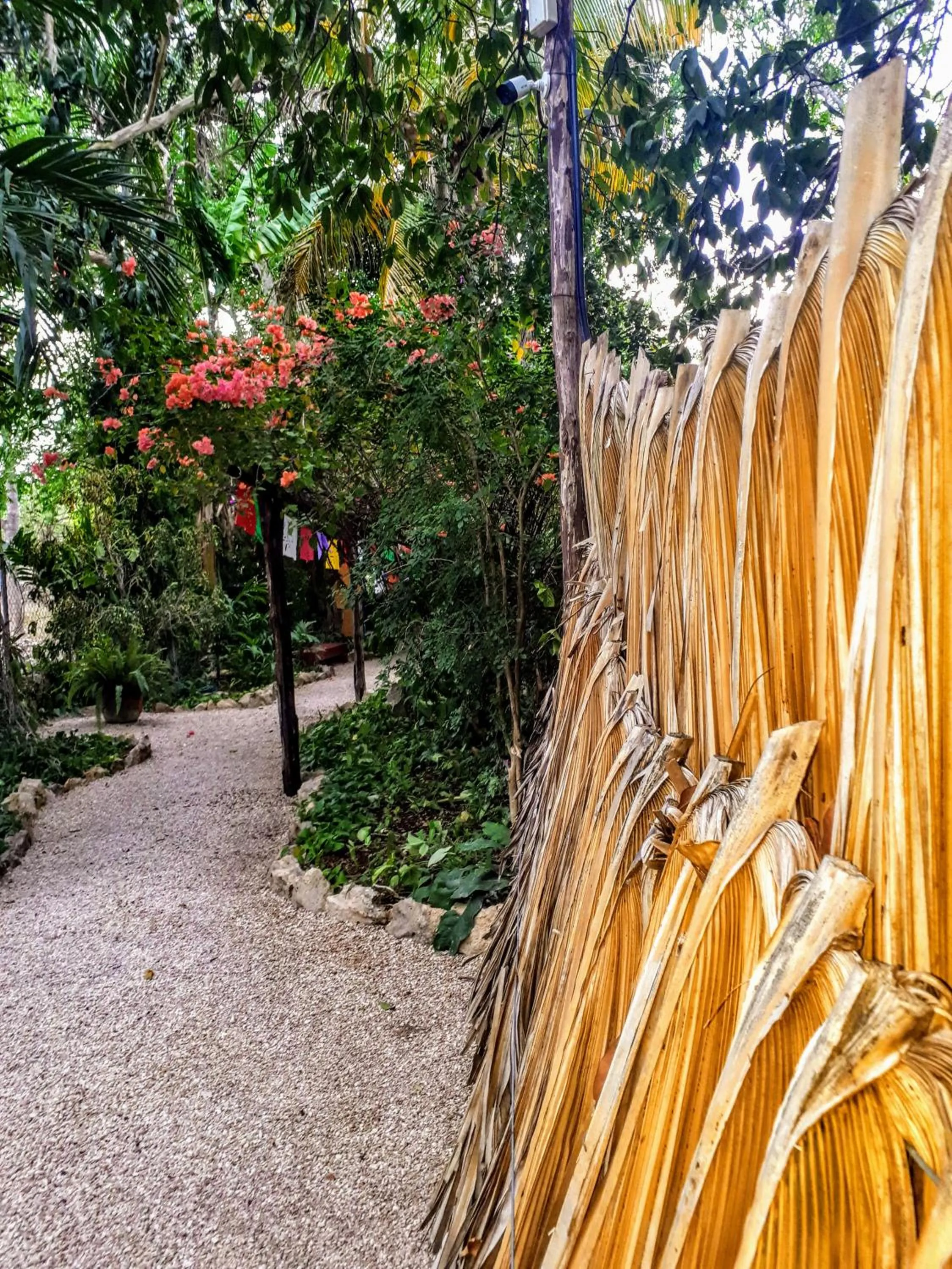 Garden in Hostel Candelaria
