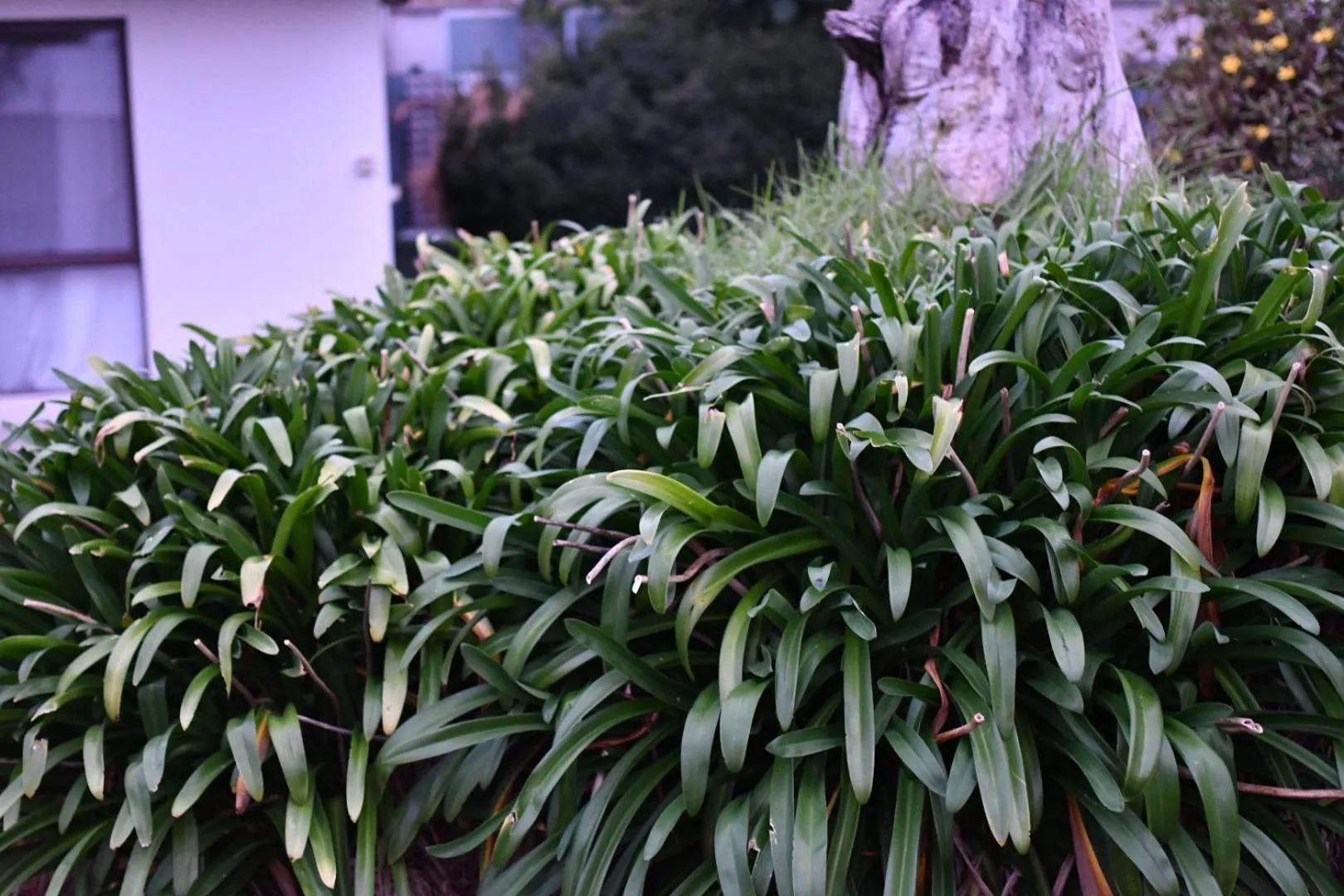 View (from property/room) in A1 Motels and Apartments Port Fairy