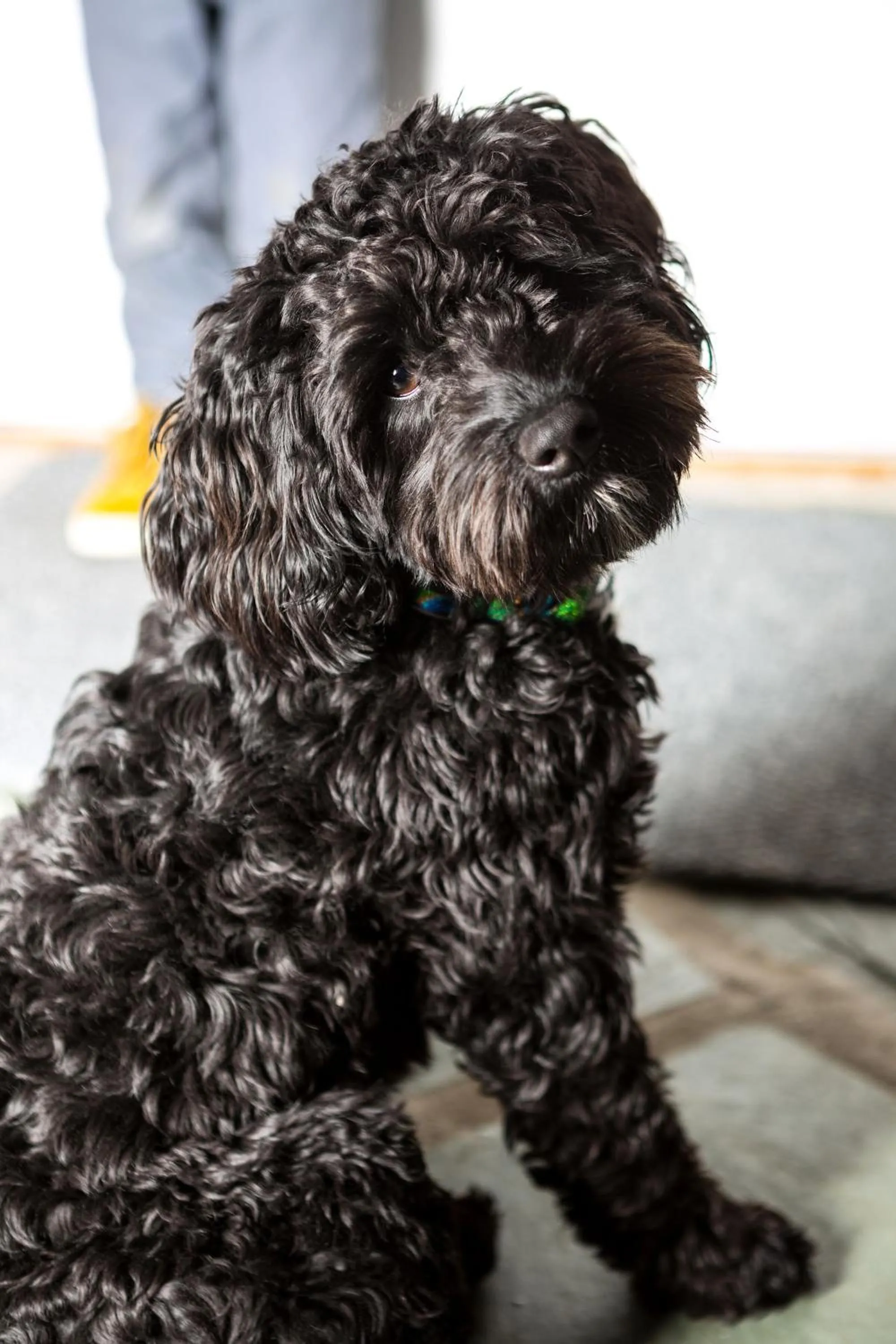 Pets in The Barnstead Inn