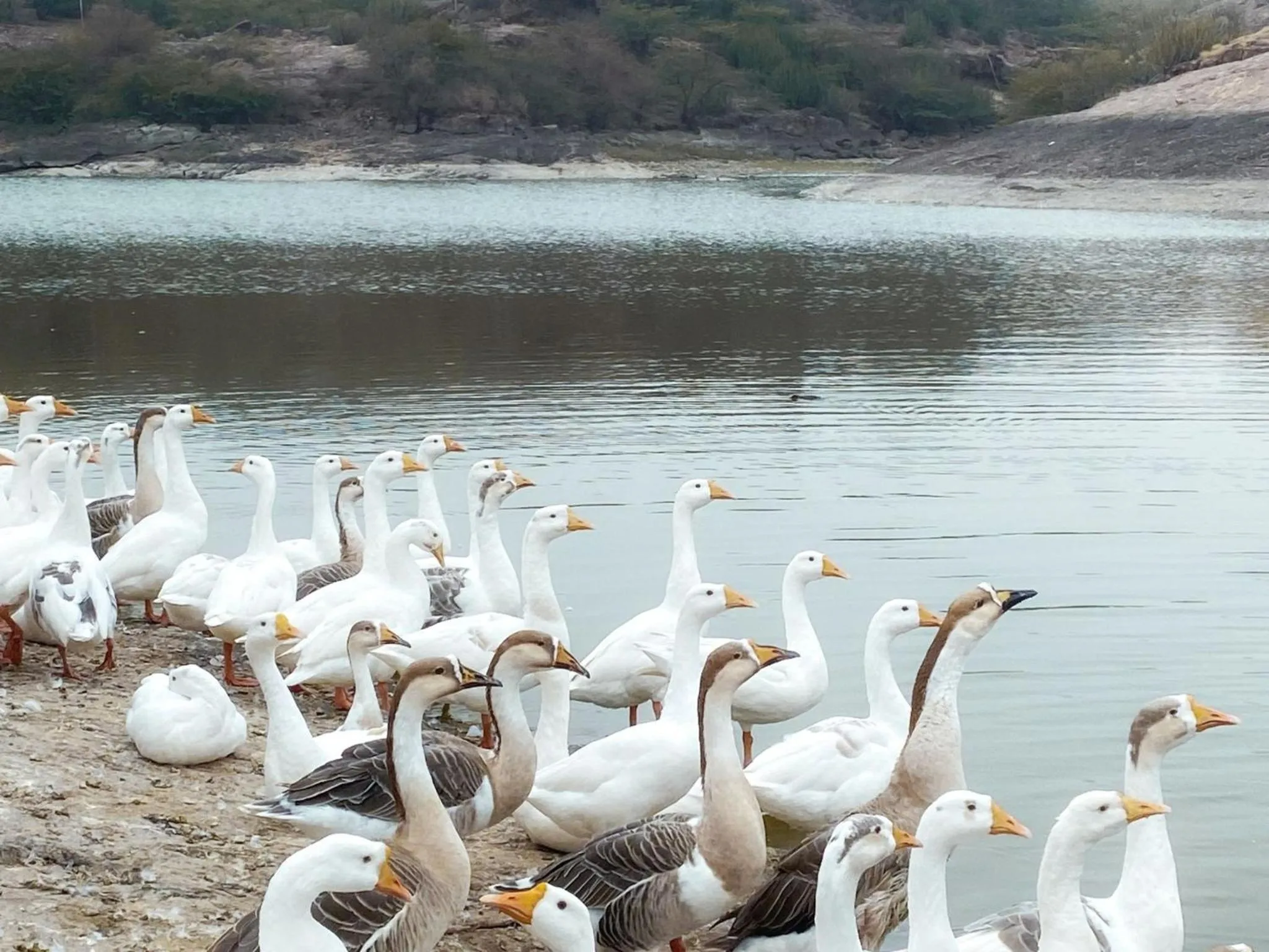 Lake view in Bijolai Palace - A Inde Hotel , Jodhpur