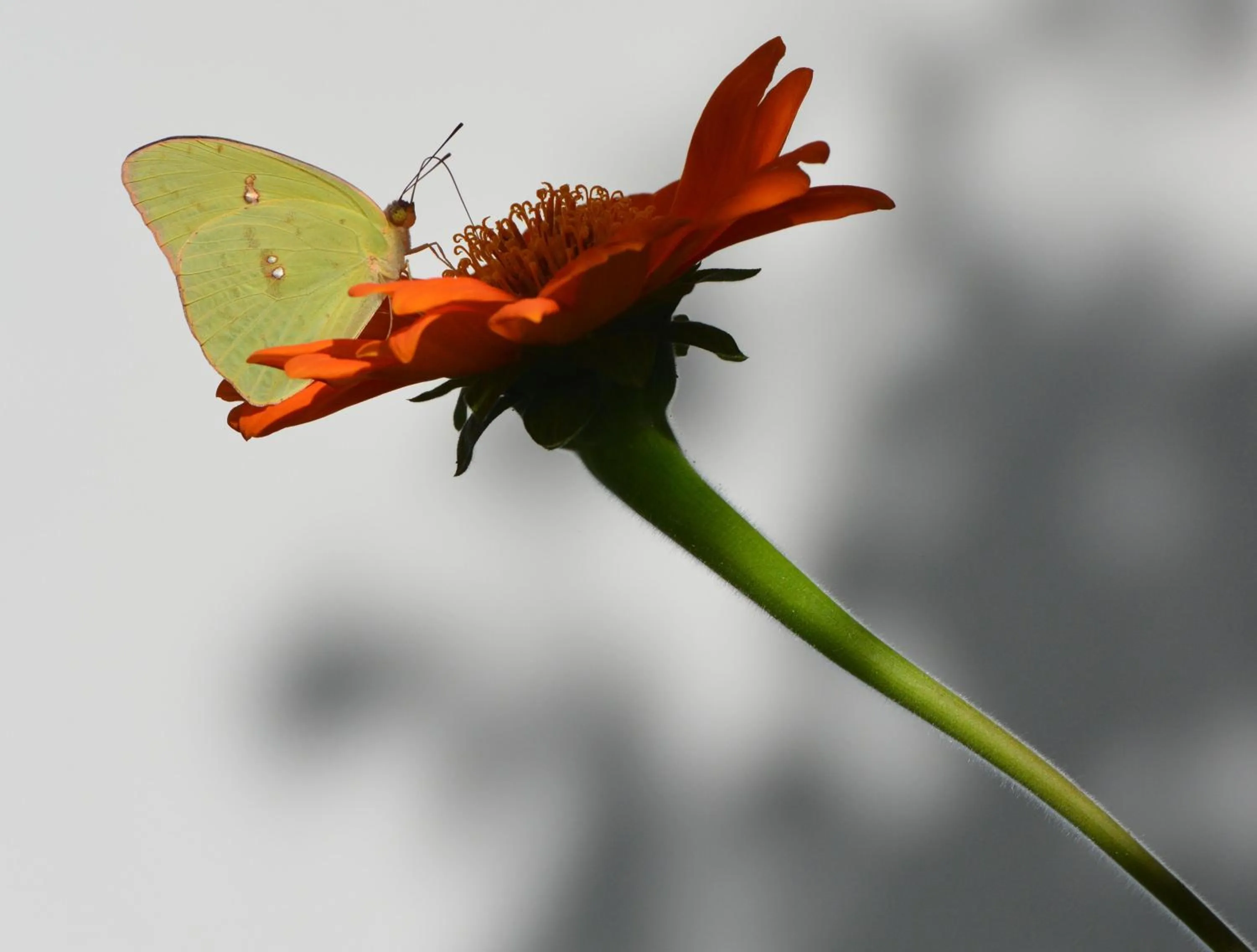 Spring in Pousada Caminho da Praia