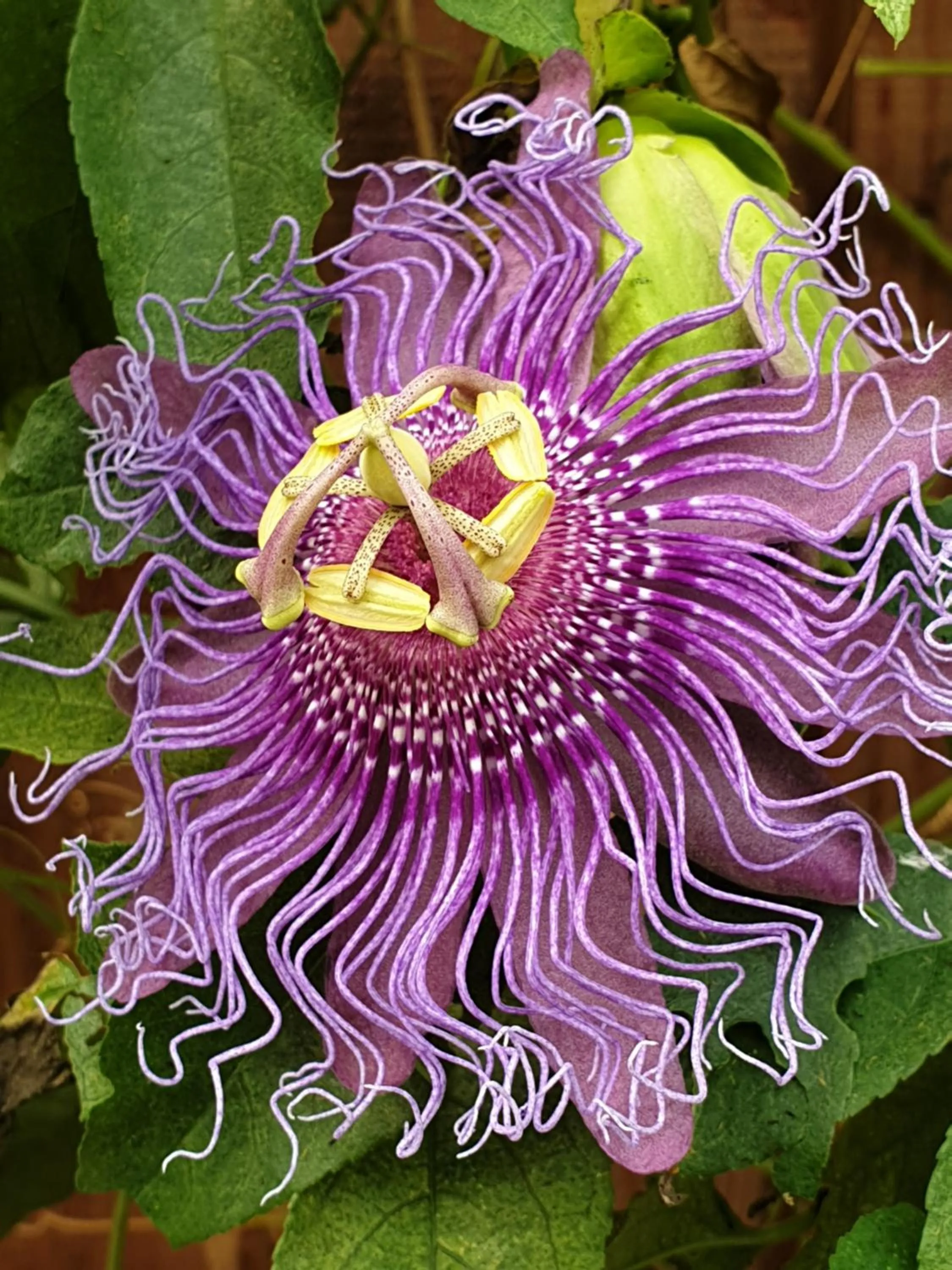 Garden in Pousada Caminho da Praia