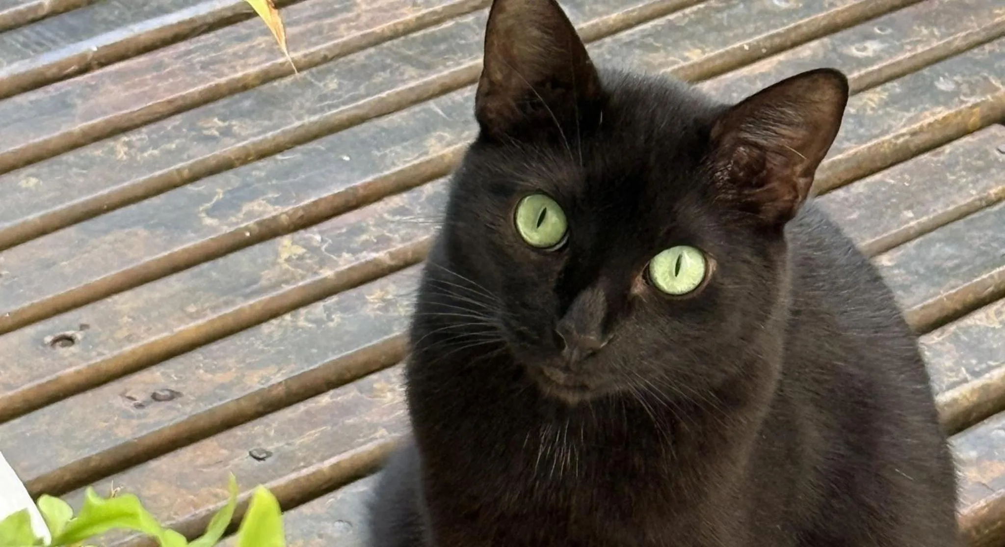 Pets in Pousada Caminho da Praia