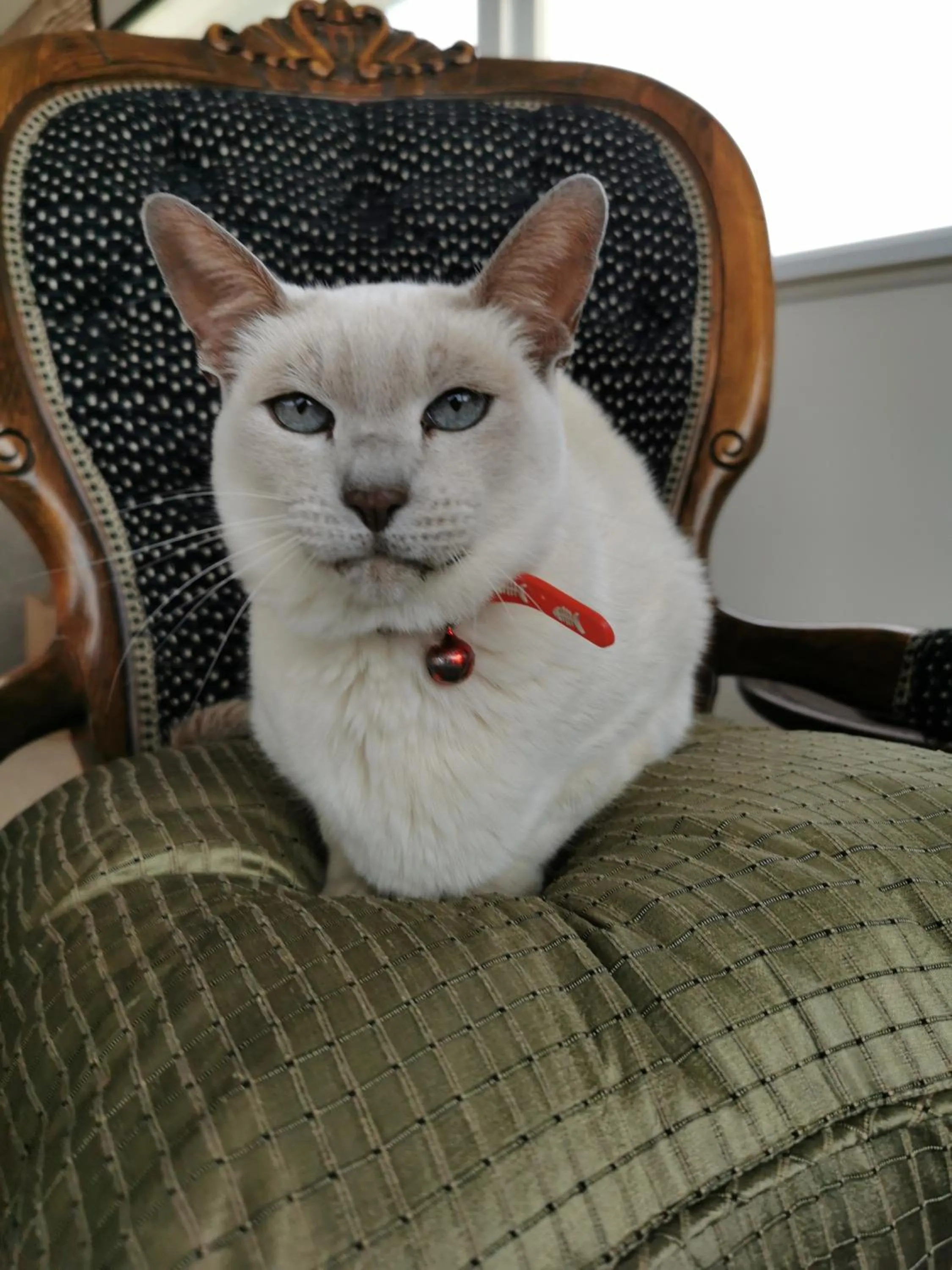 Pets in Geyser Lookout BnB