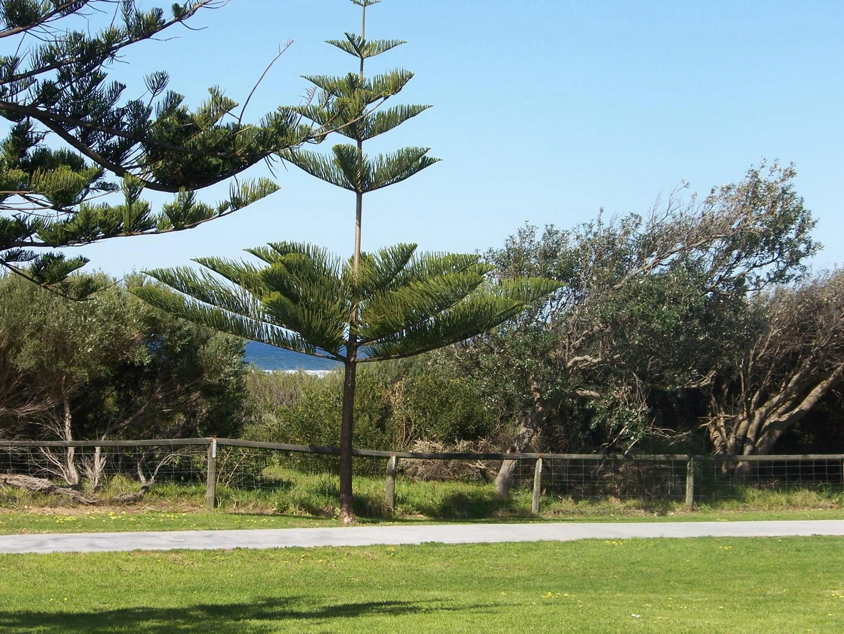 View (from property/room) in Werri Beach Holiday Park