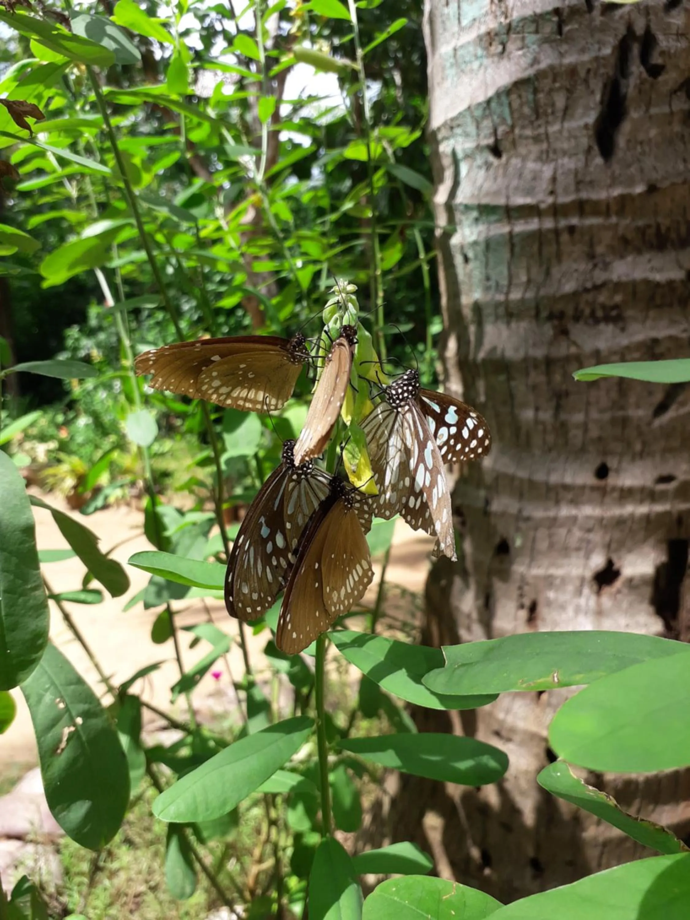 Natural landscape in Sigiri Hibiscus Villa
