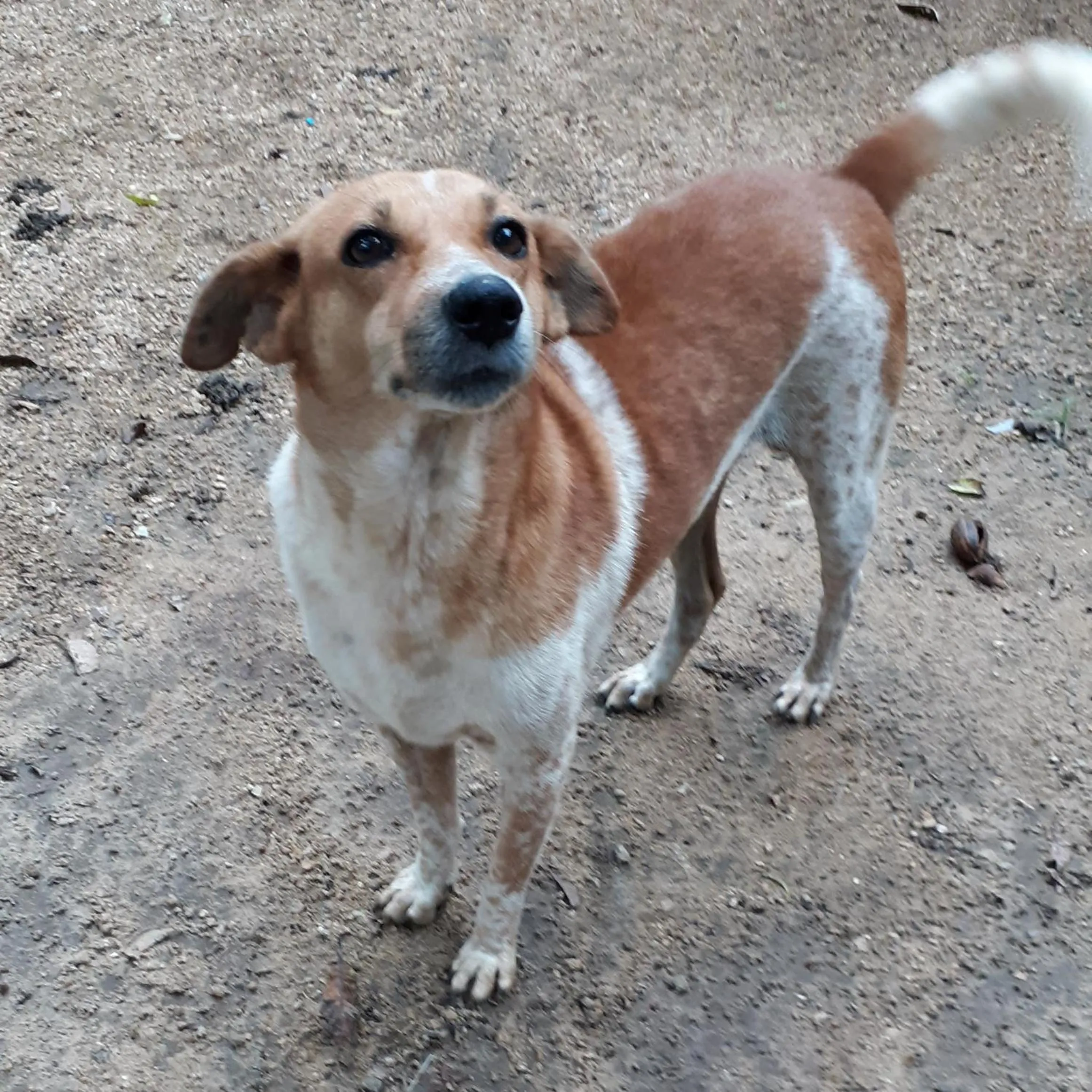 Pets in Sigiri Hibiscus Villa
