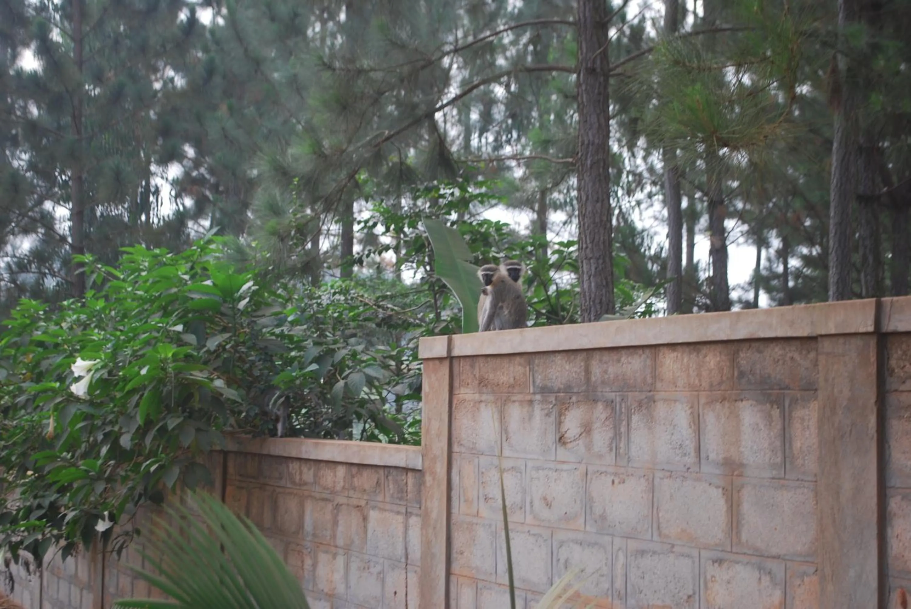 Animals in Saltek Forest Cottages