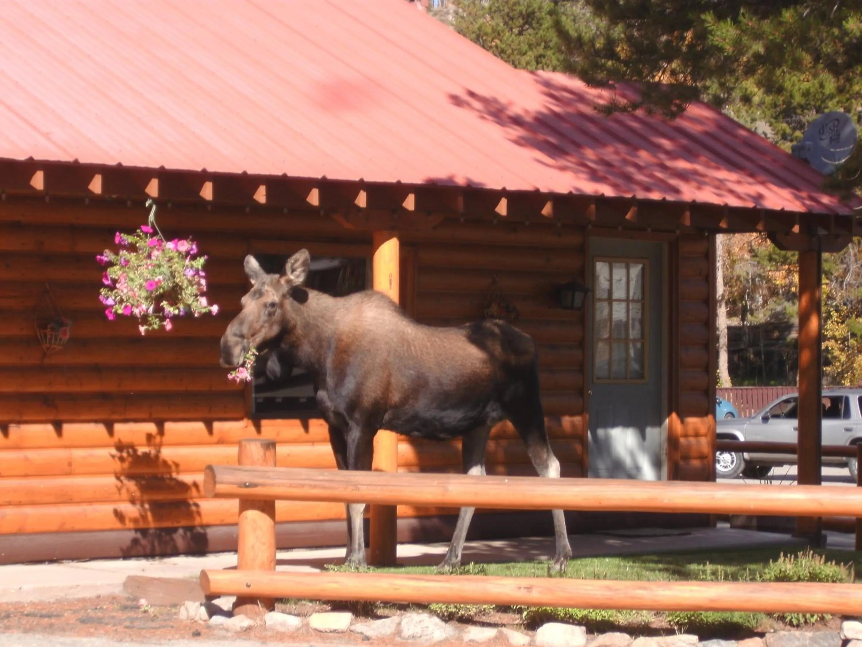 Animals in Lone Eagle Lodge