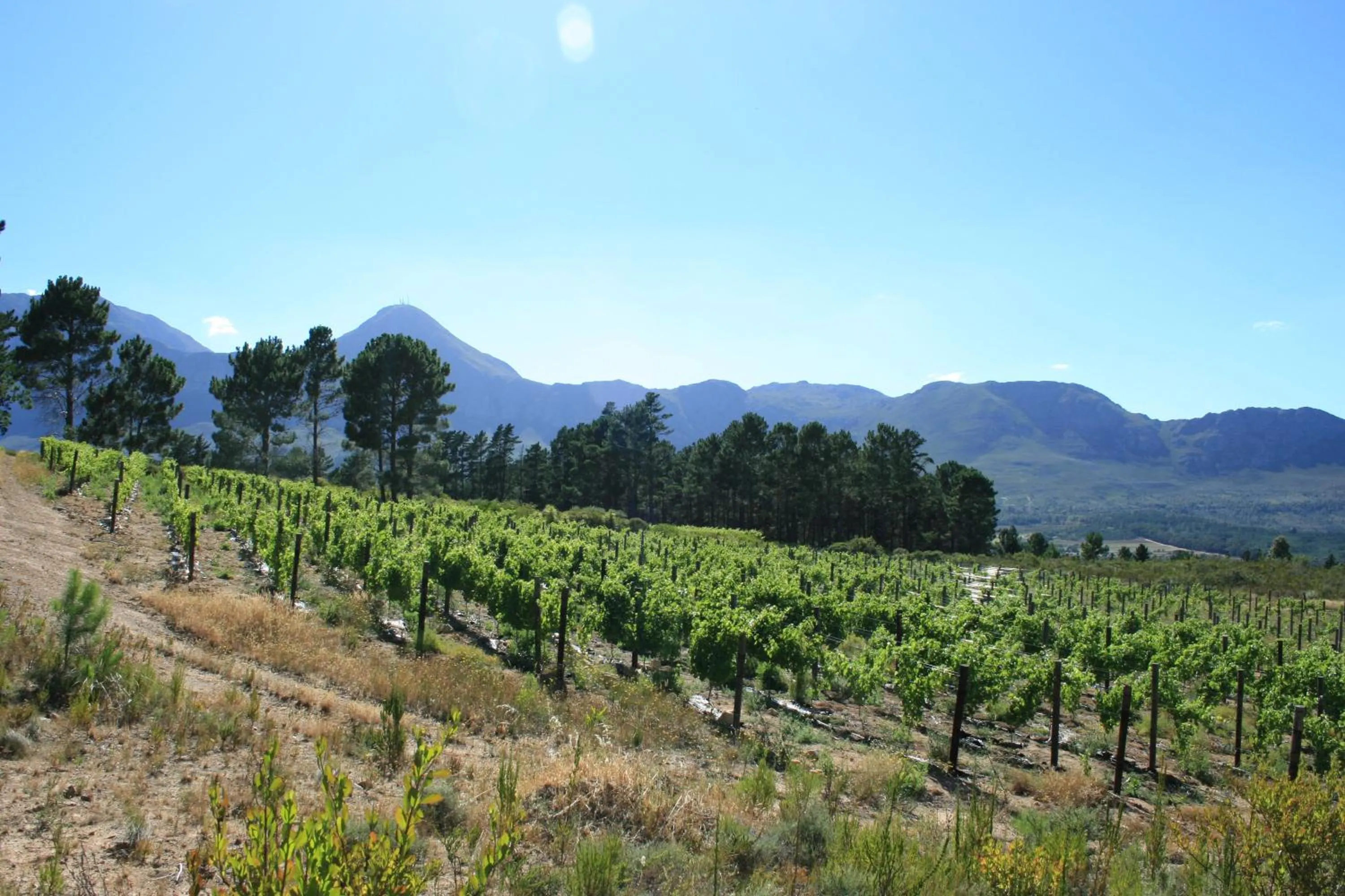 Garden in Lalapanzi Lodge