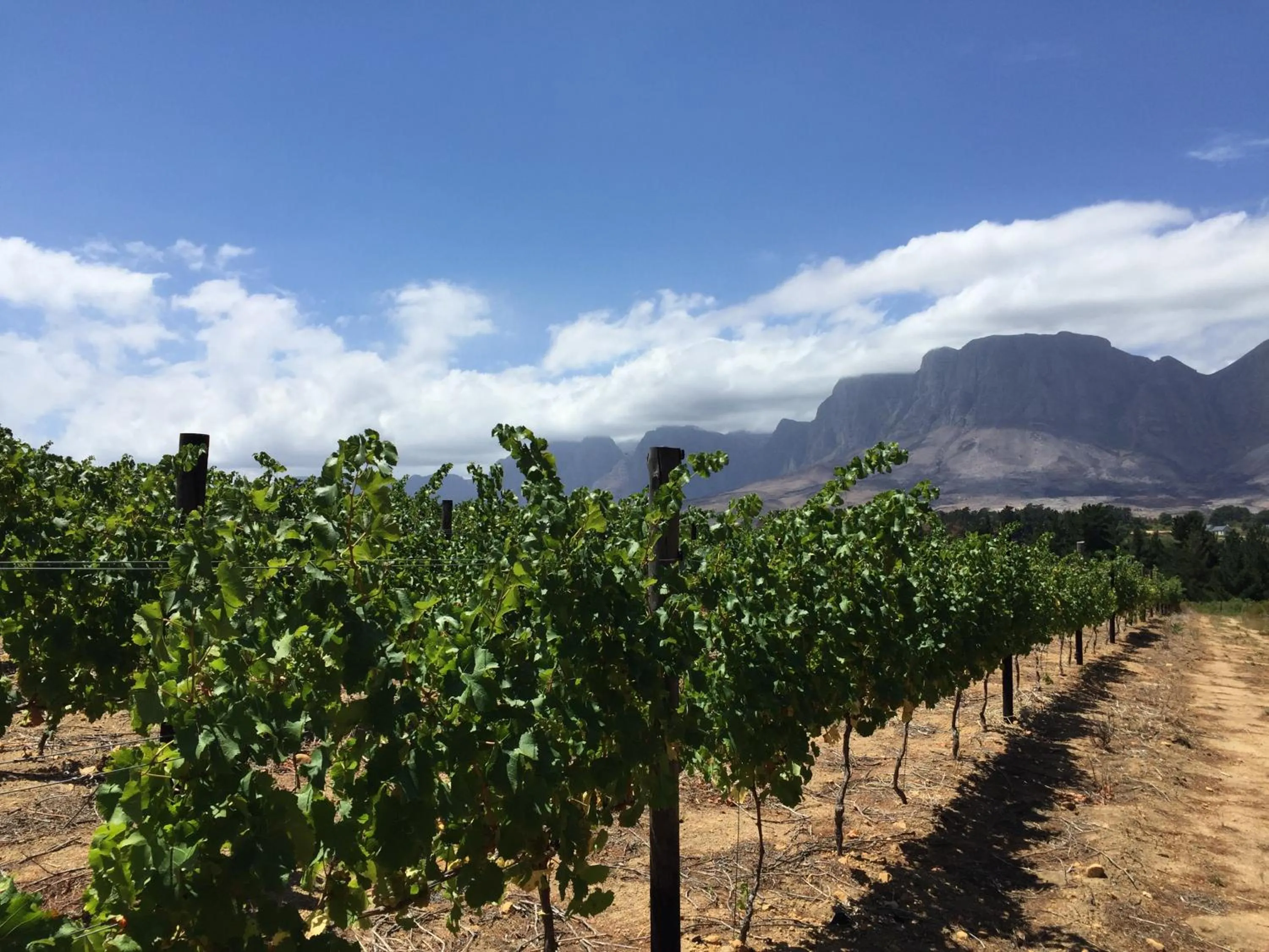 Garden in Lalapanzi Lodge
