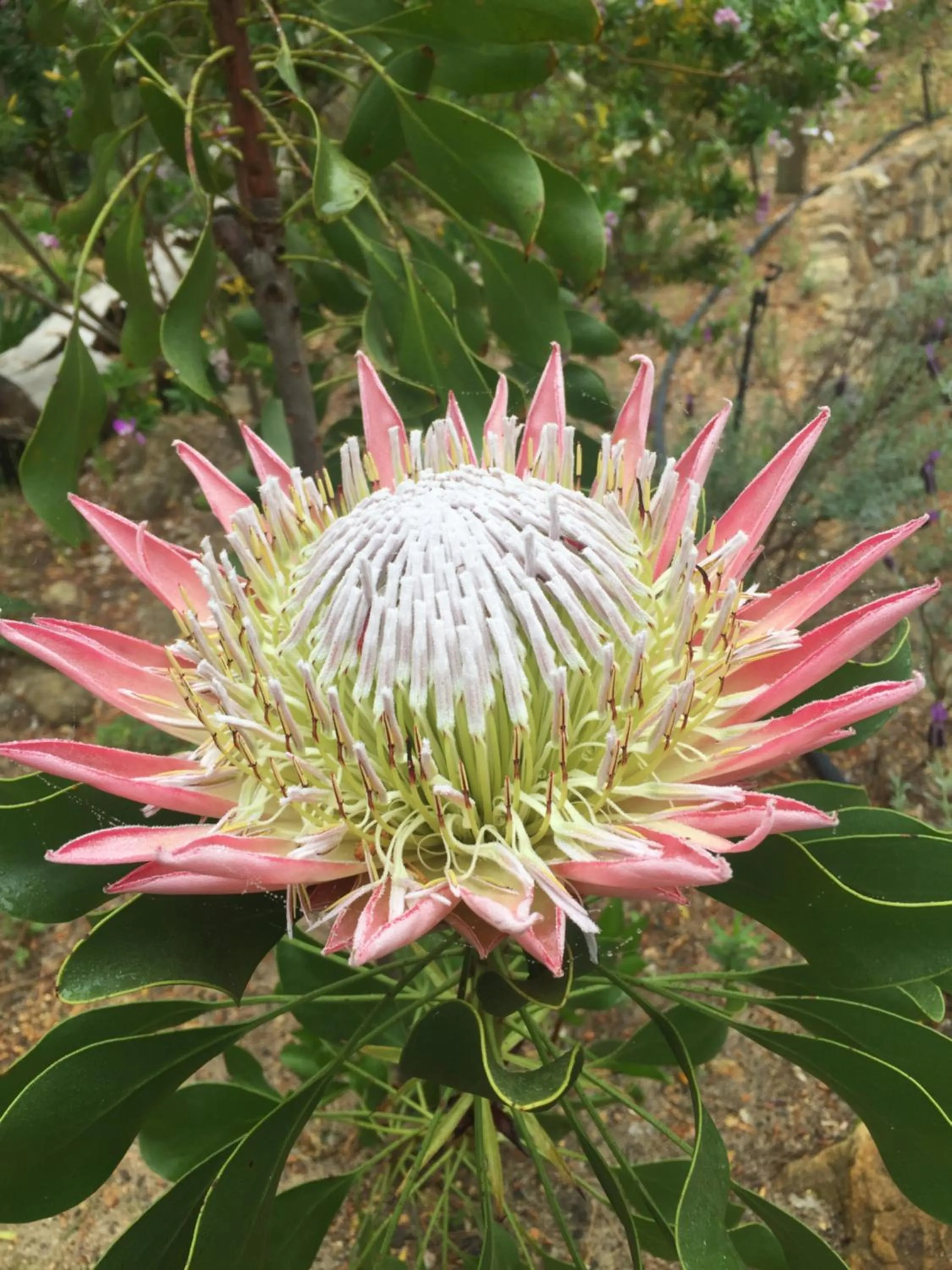 Garden in Lalapanzi Lodge