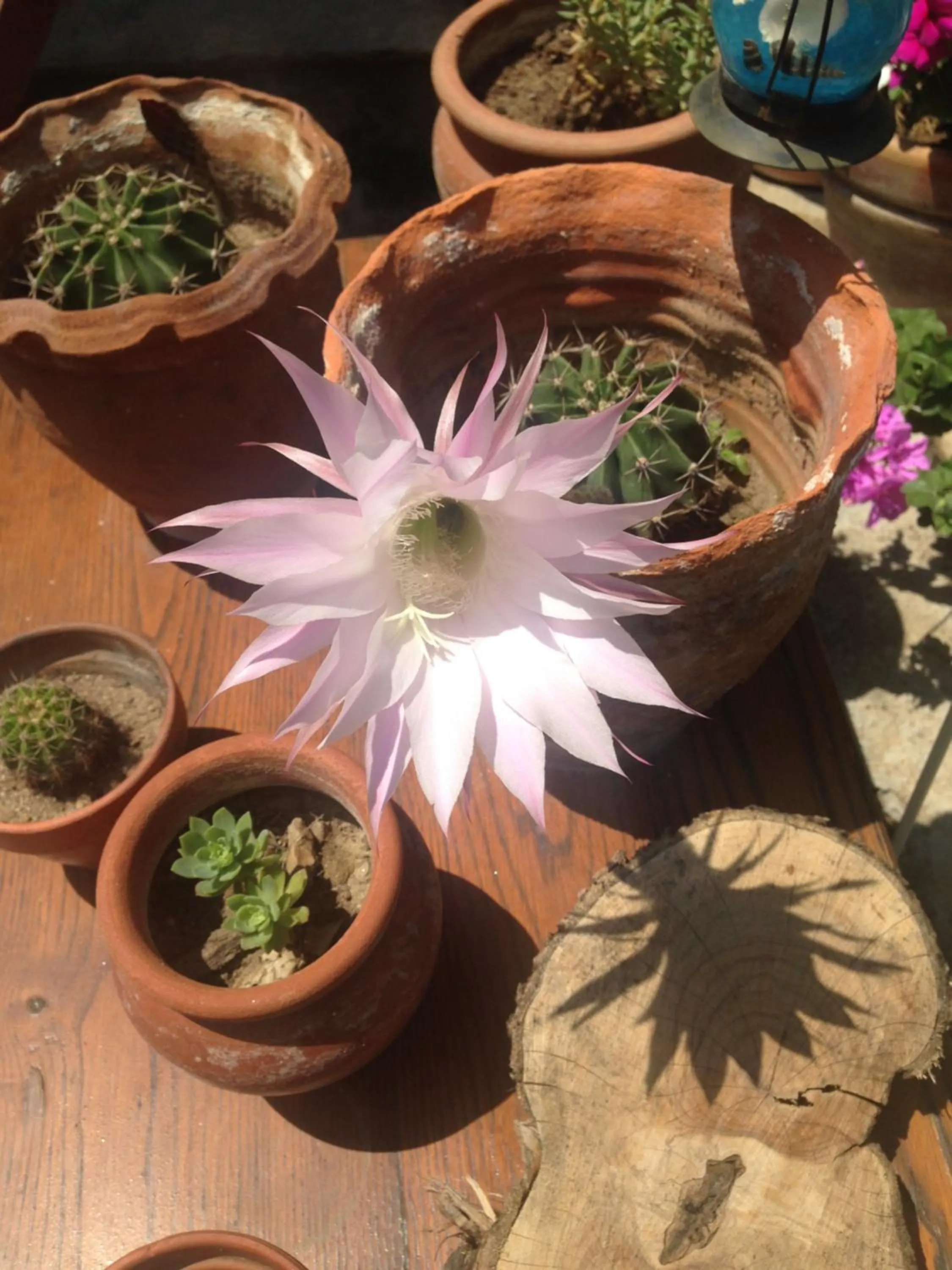 Garden view in Macaron Konagi