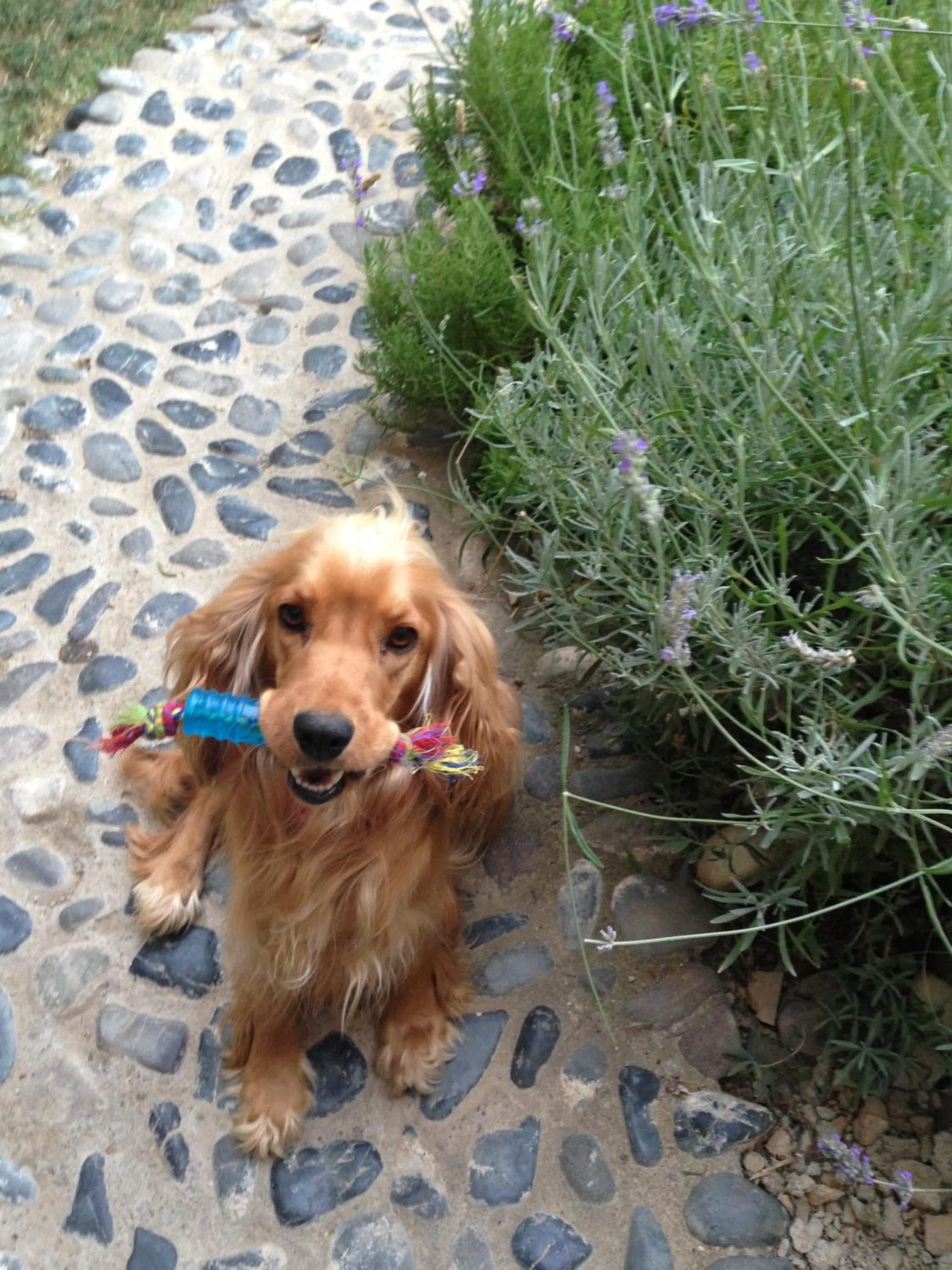 Other in Macaron Konagi