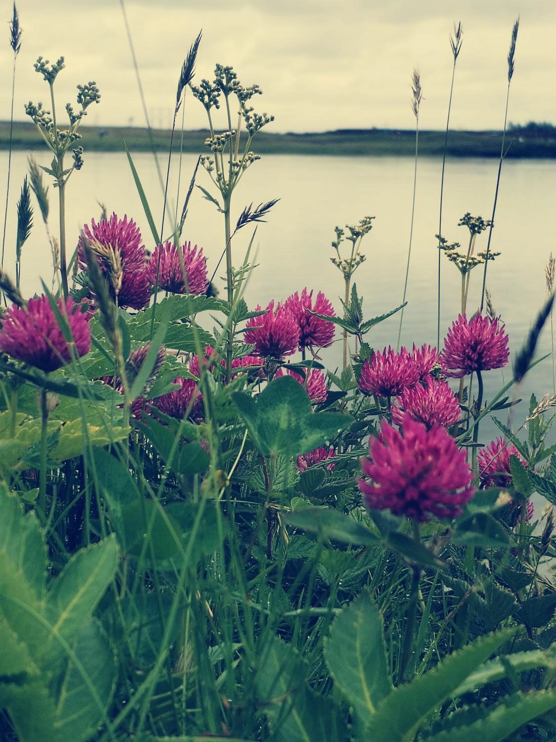 Spring in Selfoss Hostel