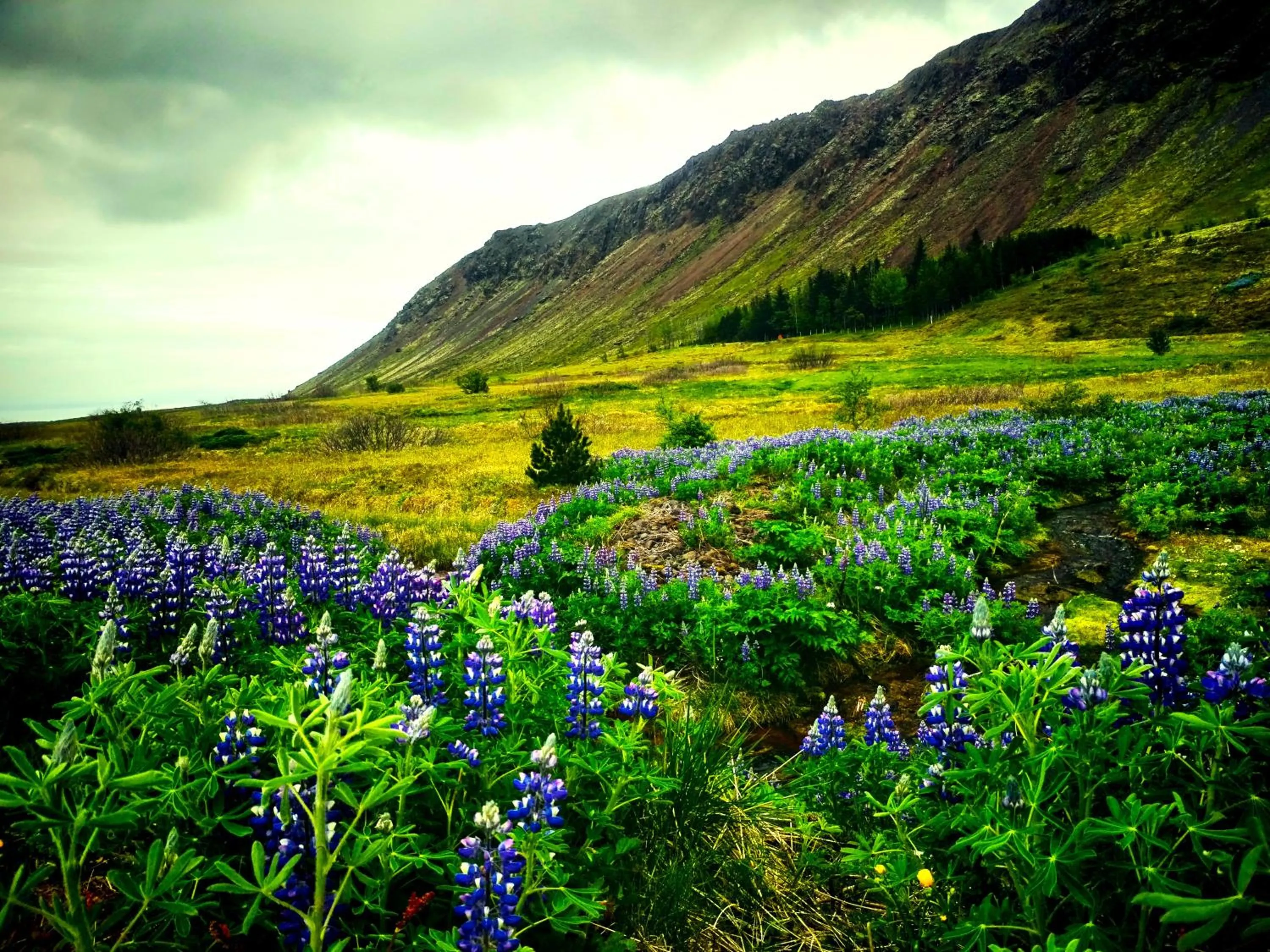 Nearby landmark in Selfoss Hostel
