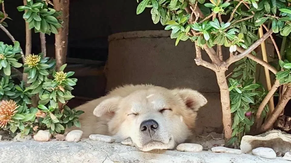 Viking Holiday Resort