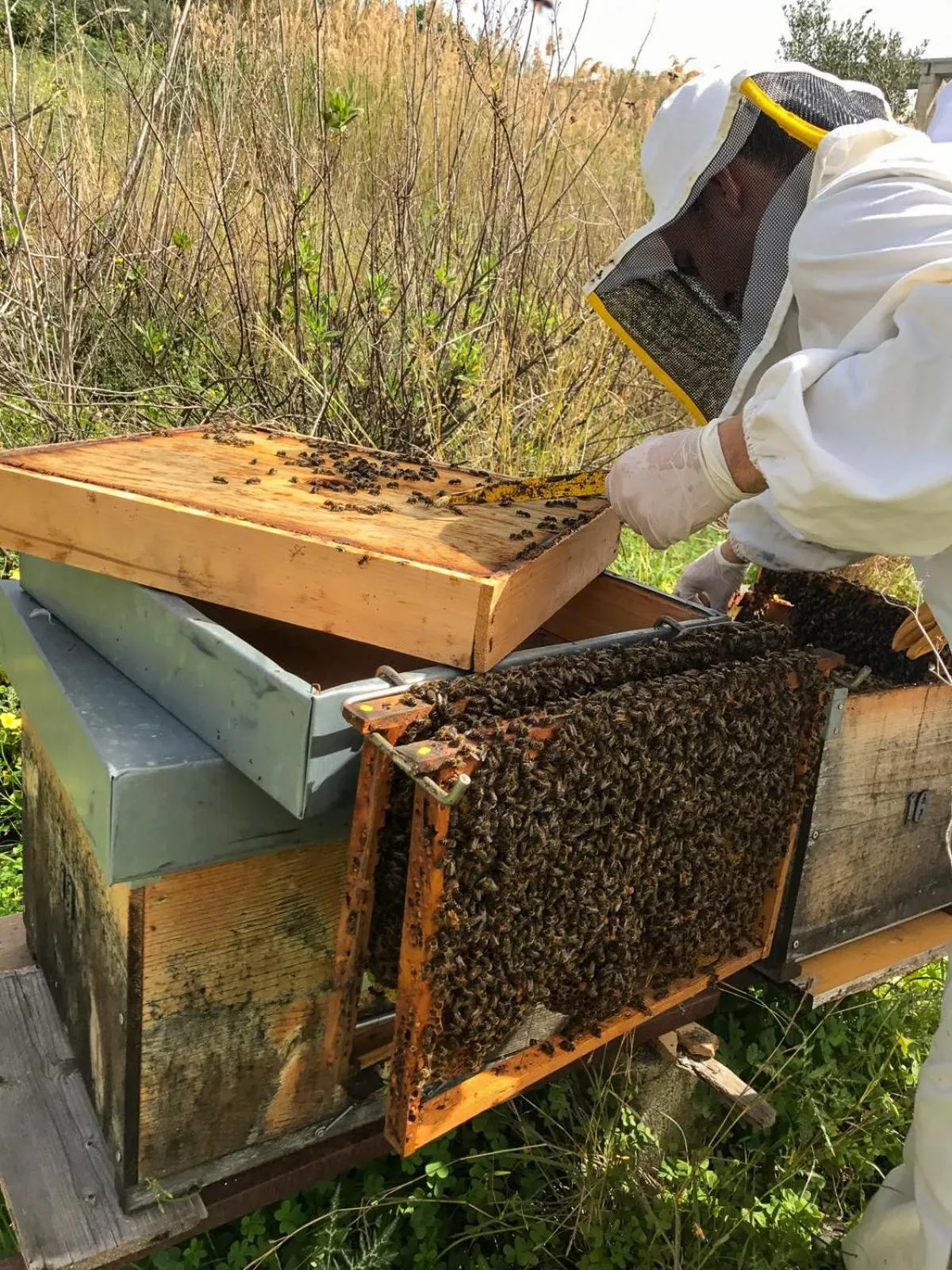 Activities in Fattoria Manostalla Villa Chiarelli