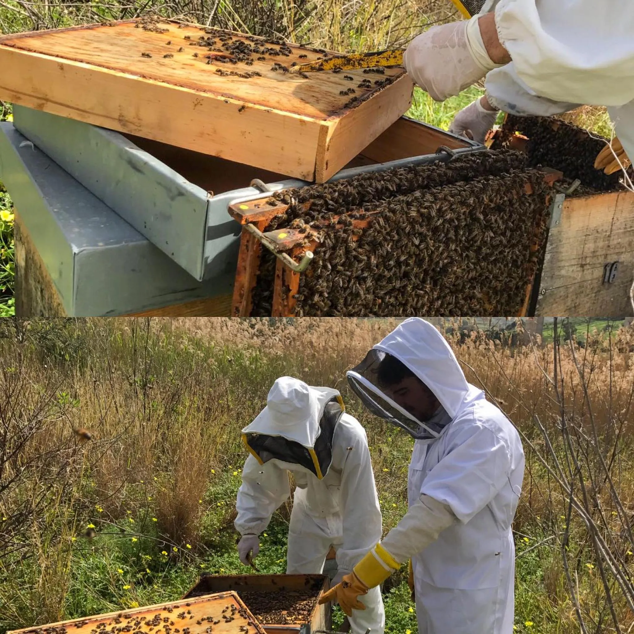 Activities in Fattoria Manostalla Villa Chiarelli