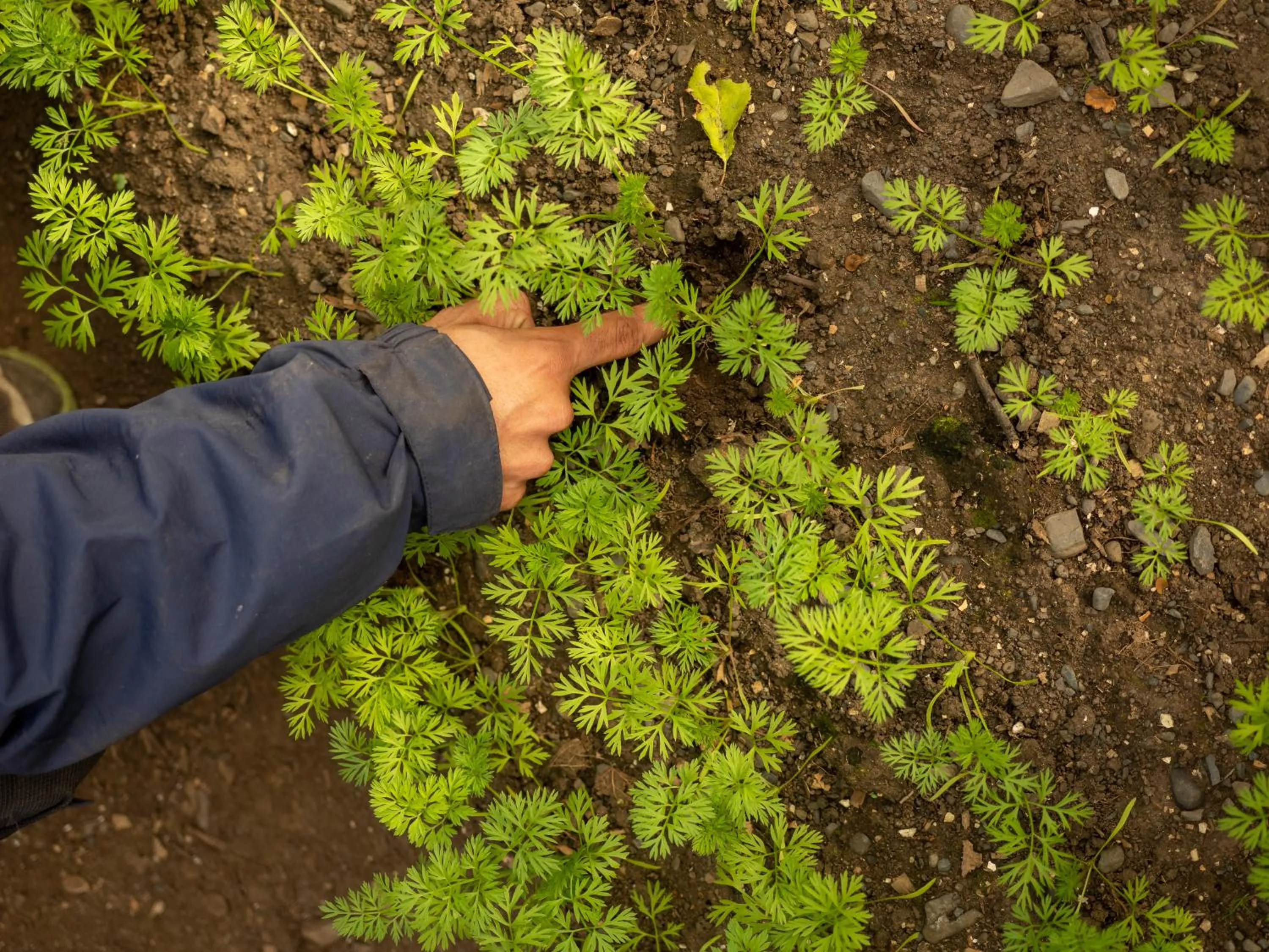 Garden in Hotel Las Torres Patagonia