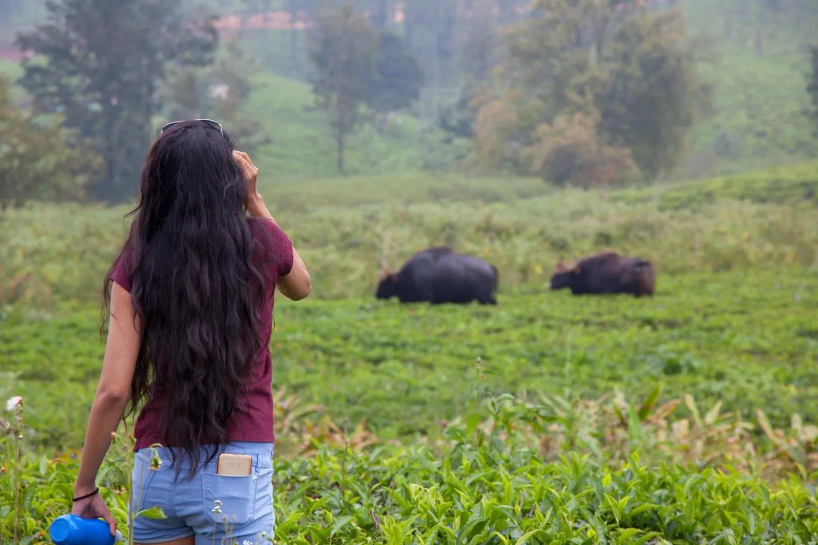 Animals in The Realm