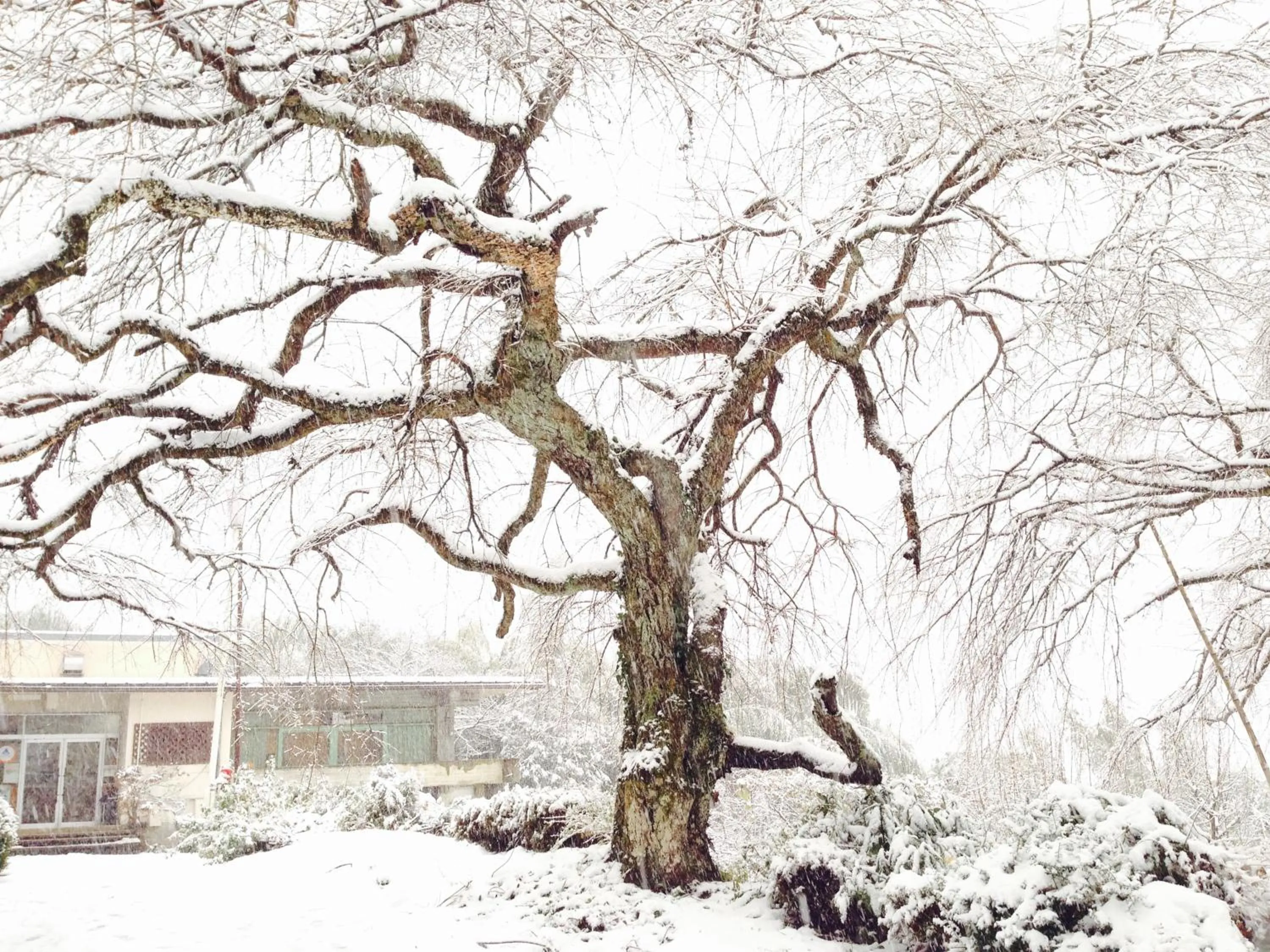 Winter in Amanohashidate Youth Hostel