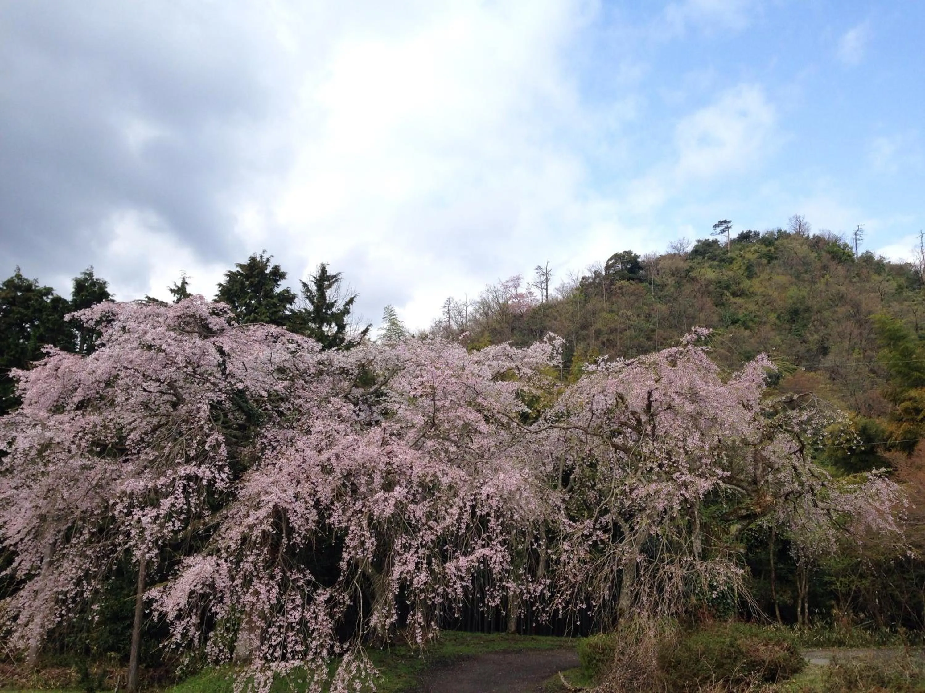On site in Amanohashidate Youth Hostel