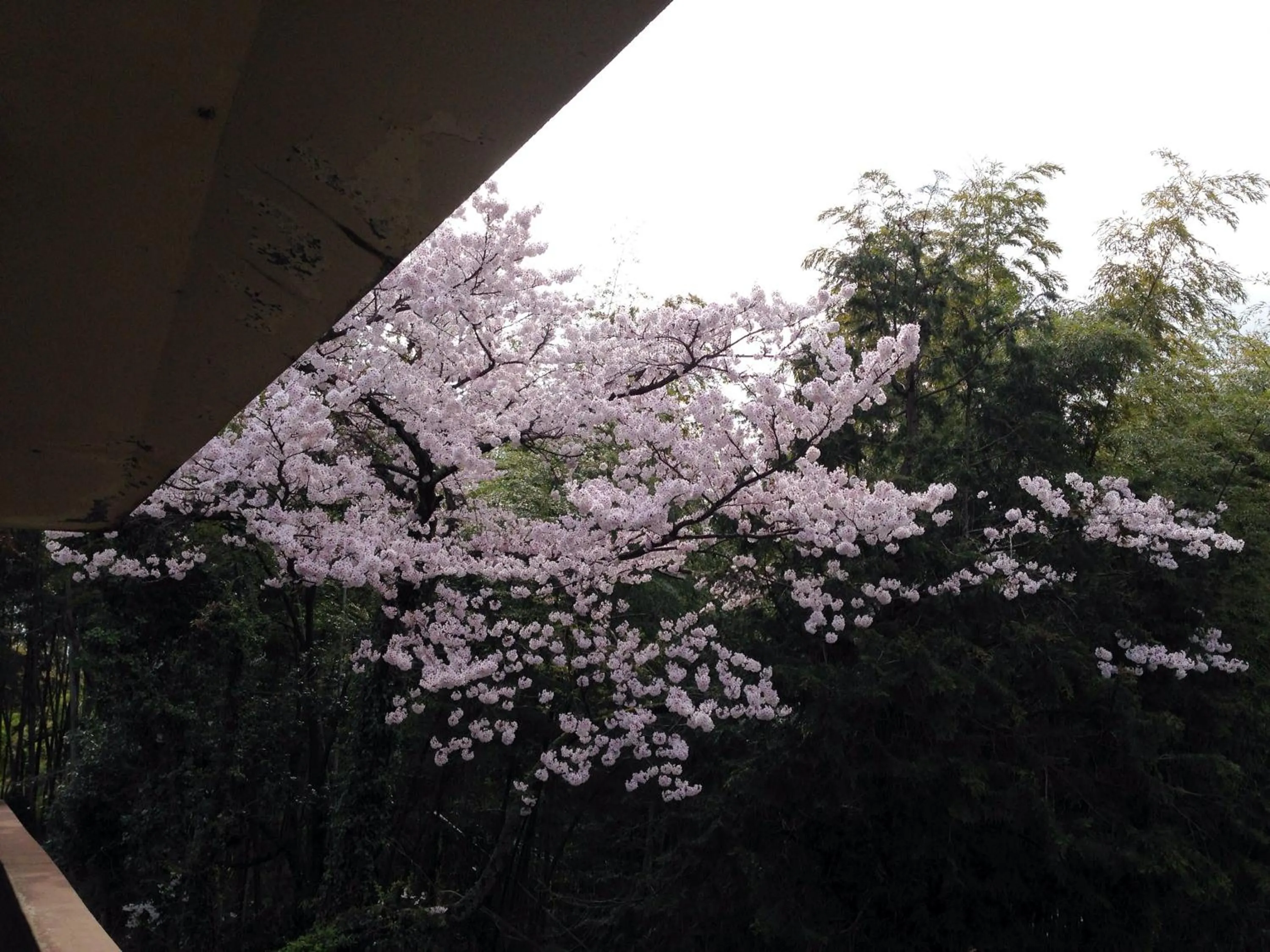 On site in Amanohashidate Youth Hostel