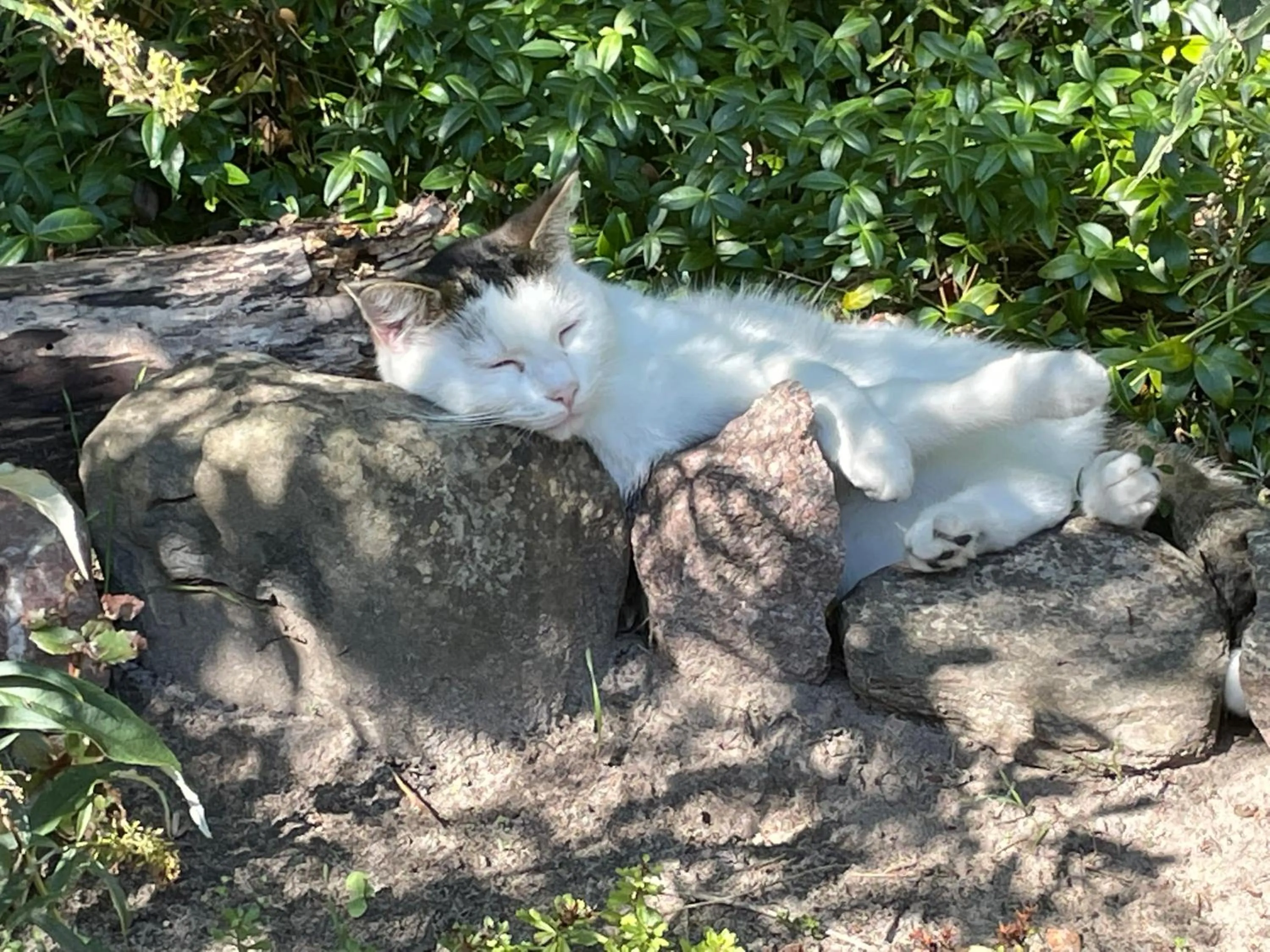 Bergliot Bed & Breakfast