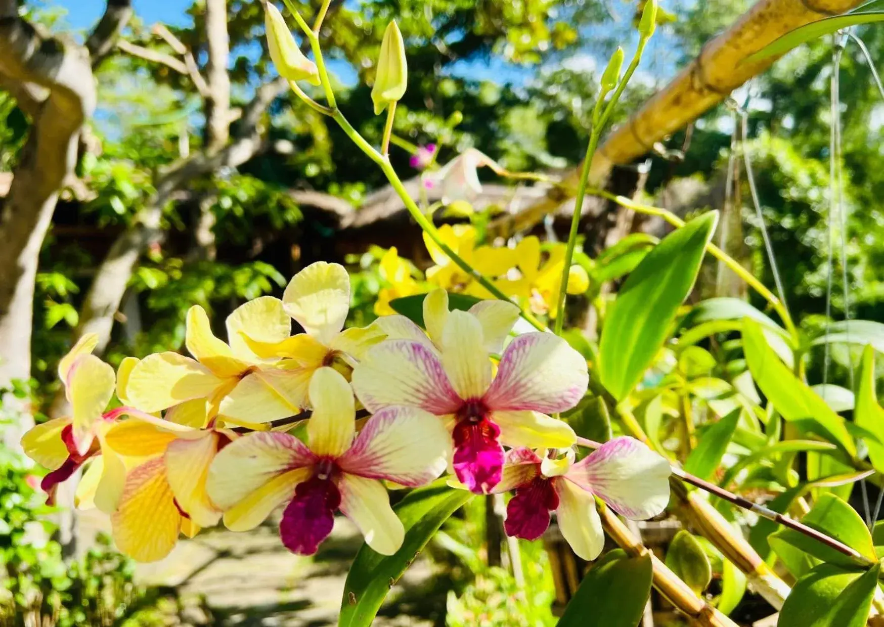 Double Room with Sea View in Bamboo Cottages Double Room with Sea View in Bamboo Cottages