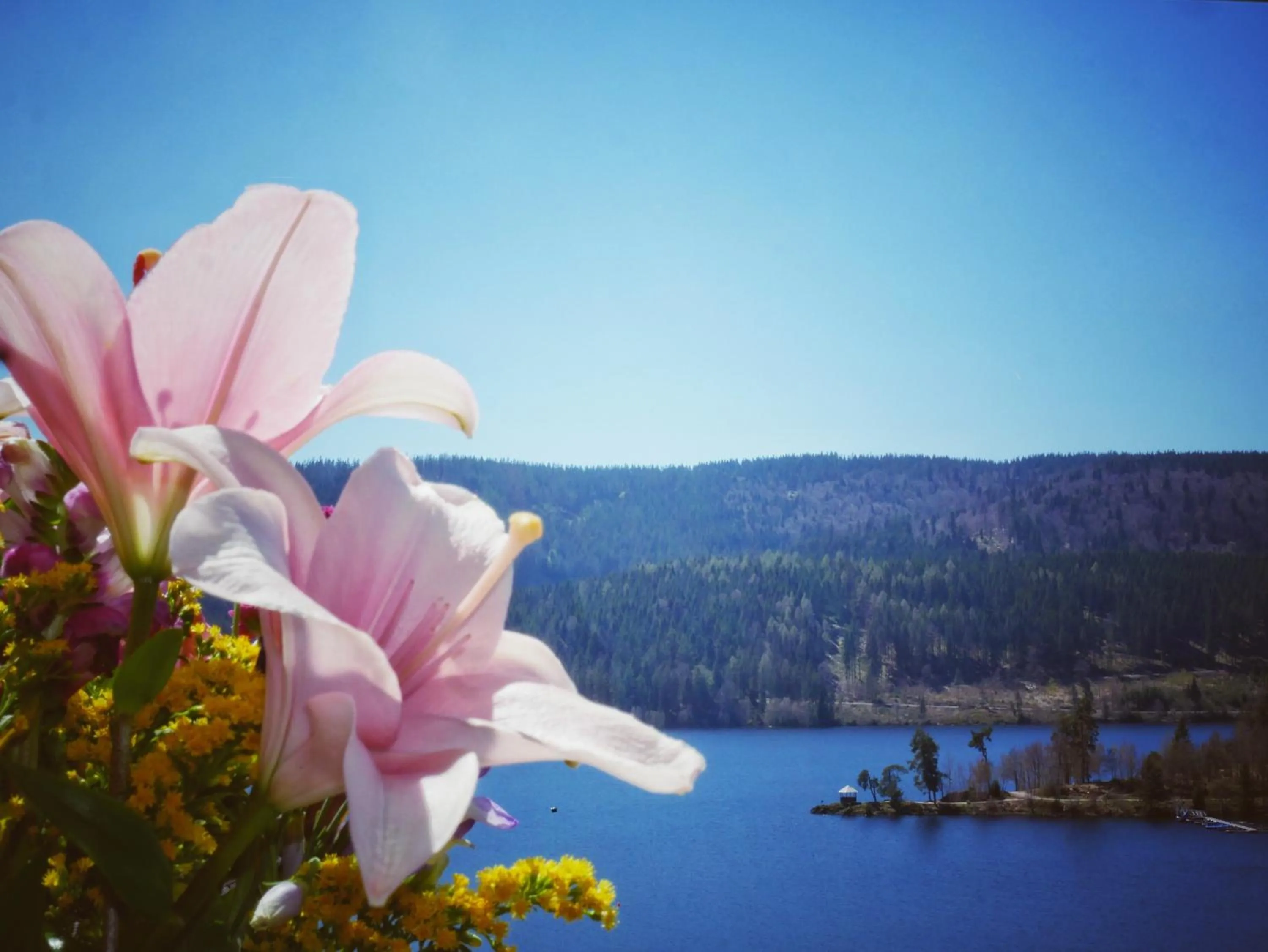 View (from property/room) in Wochner's Hotel-Sternen Am Schluchsee Hochschwarzwald