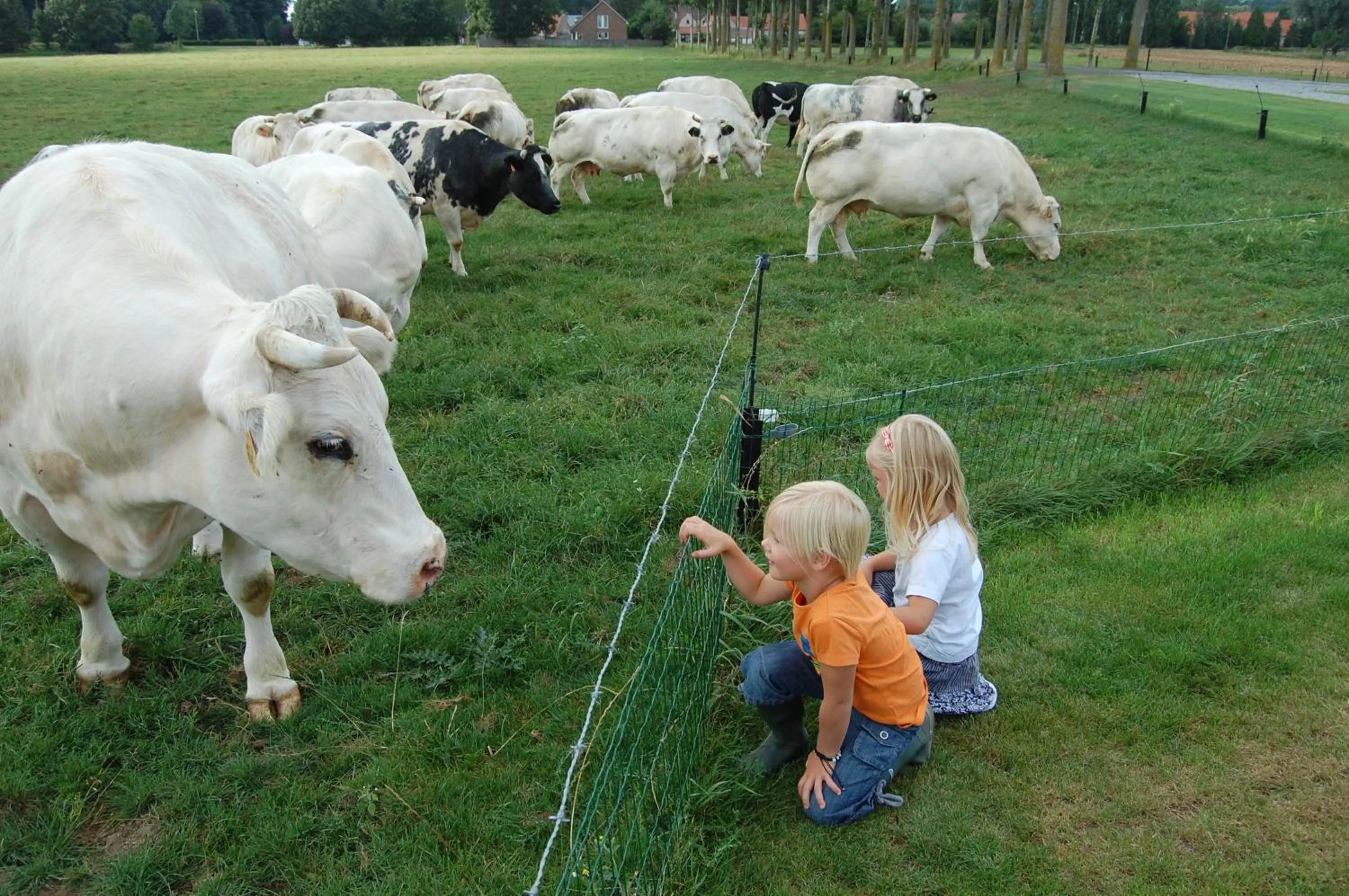 Pets in Ferme Delgueule