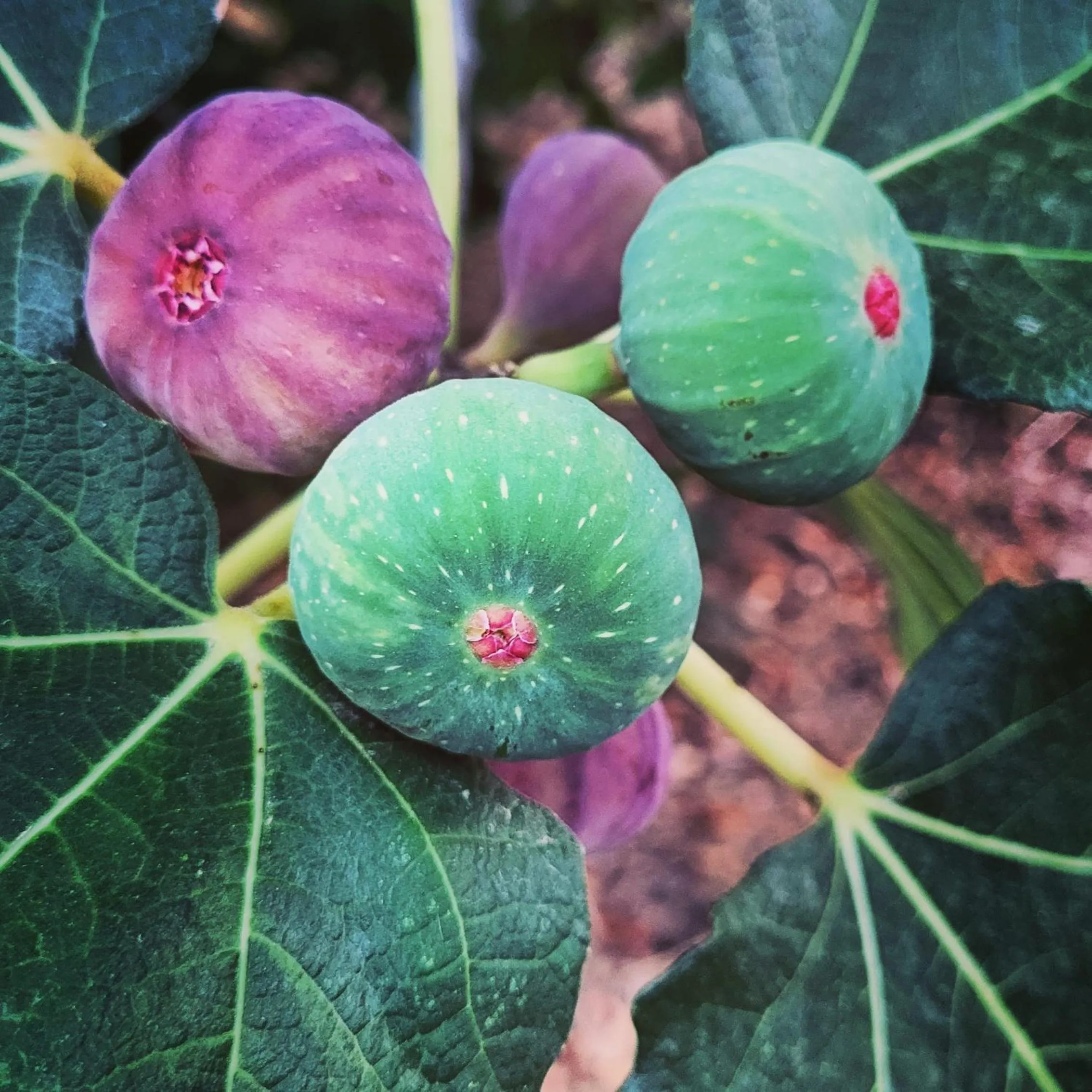 Garden in Rodi Studios