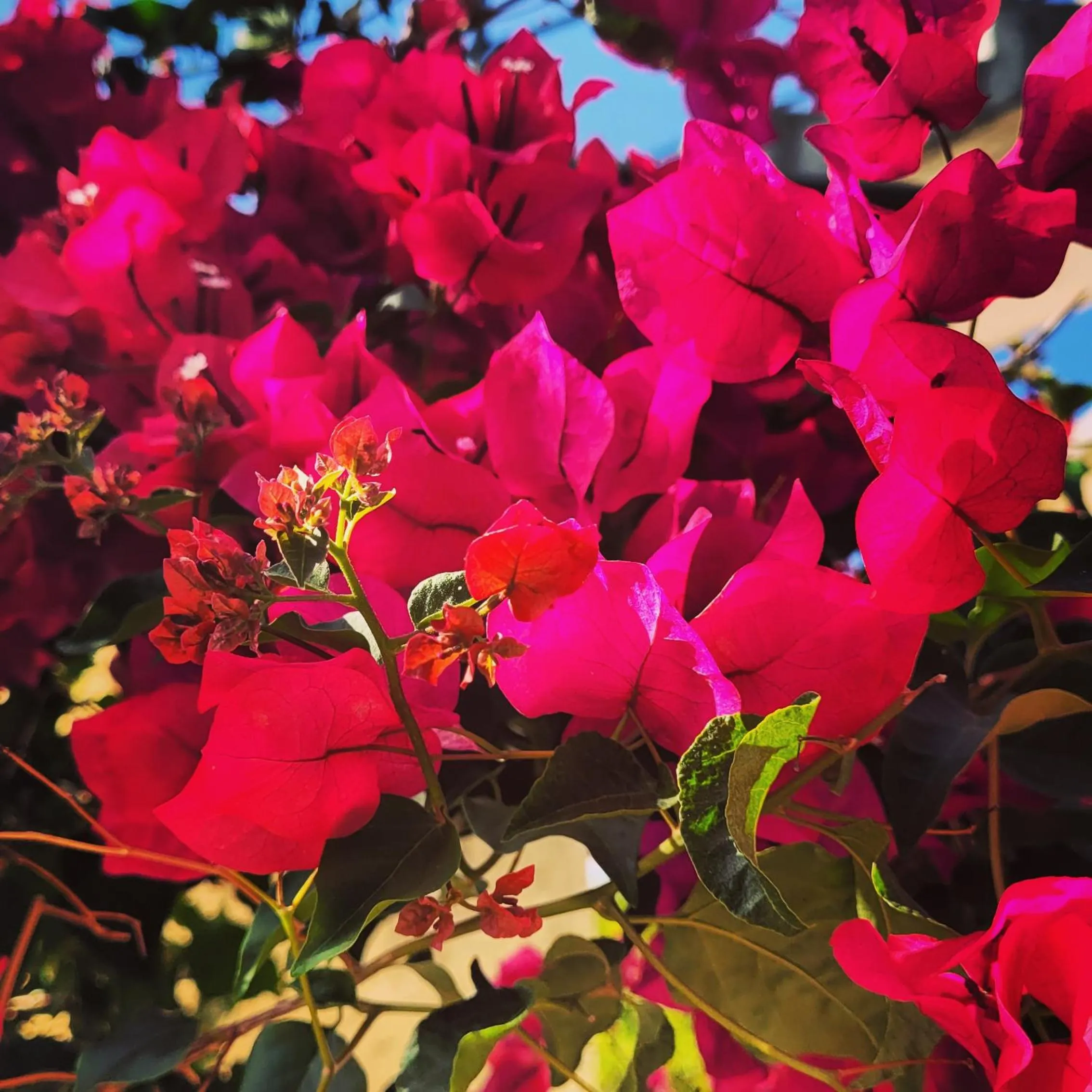Garden in Rodi Studios