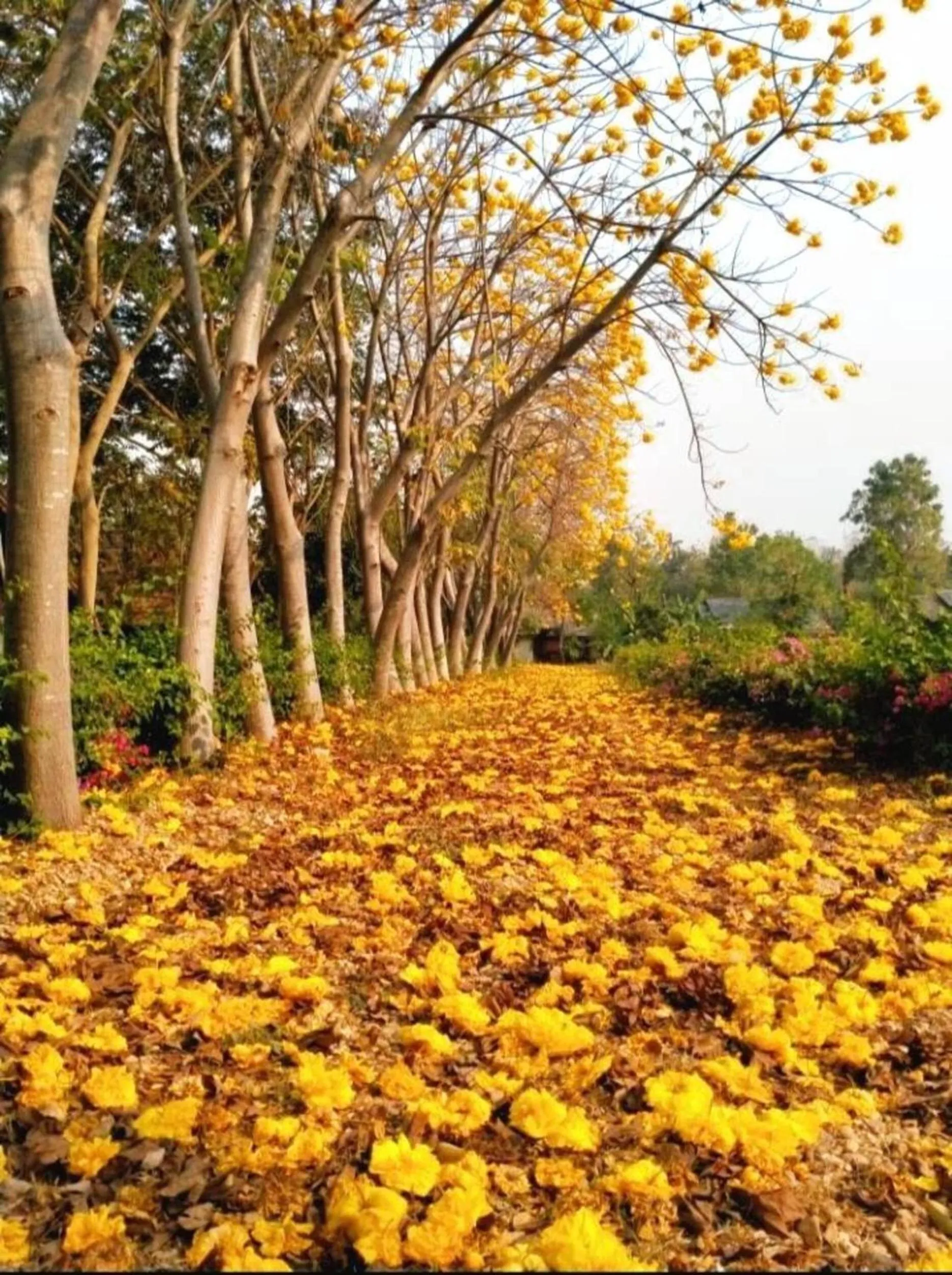 Denchai City Resort เด่นชัยซิตี้ รีสอร์ท