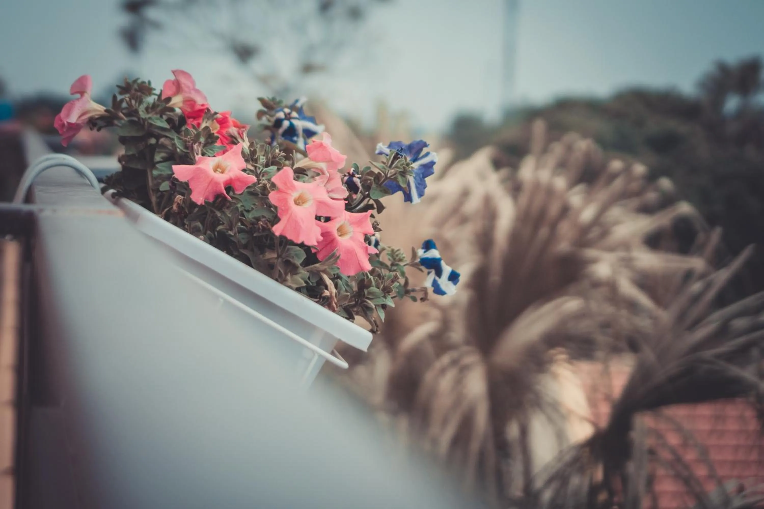 Sunny Trang An homestay