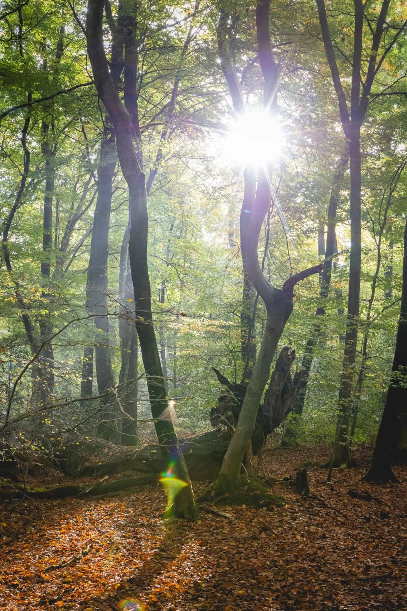 Hiking in Nordenholzer Hofhotel
