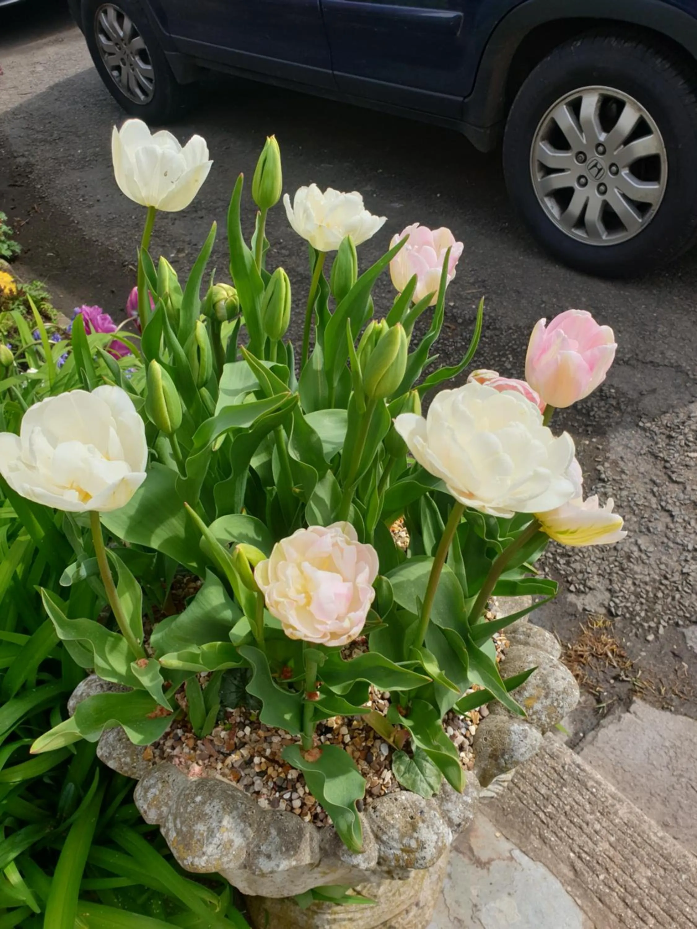 Garden in The Millers Cottage