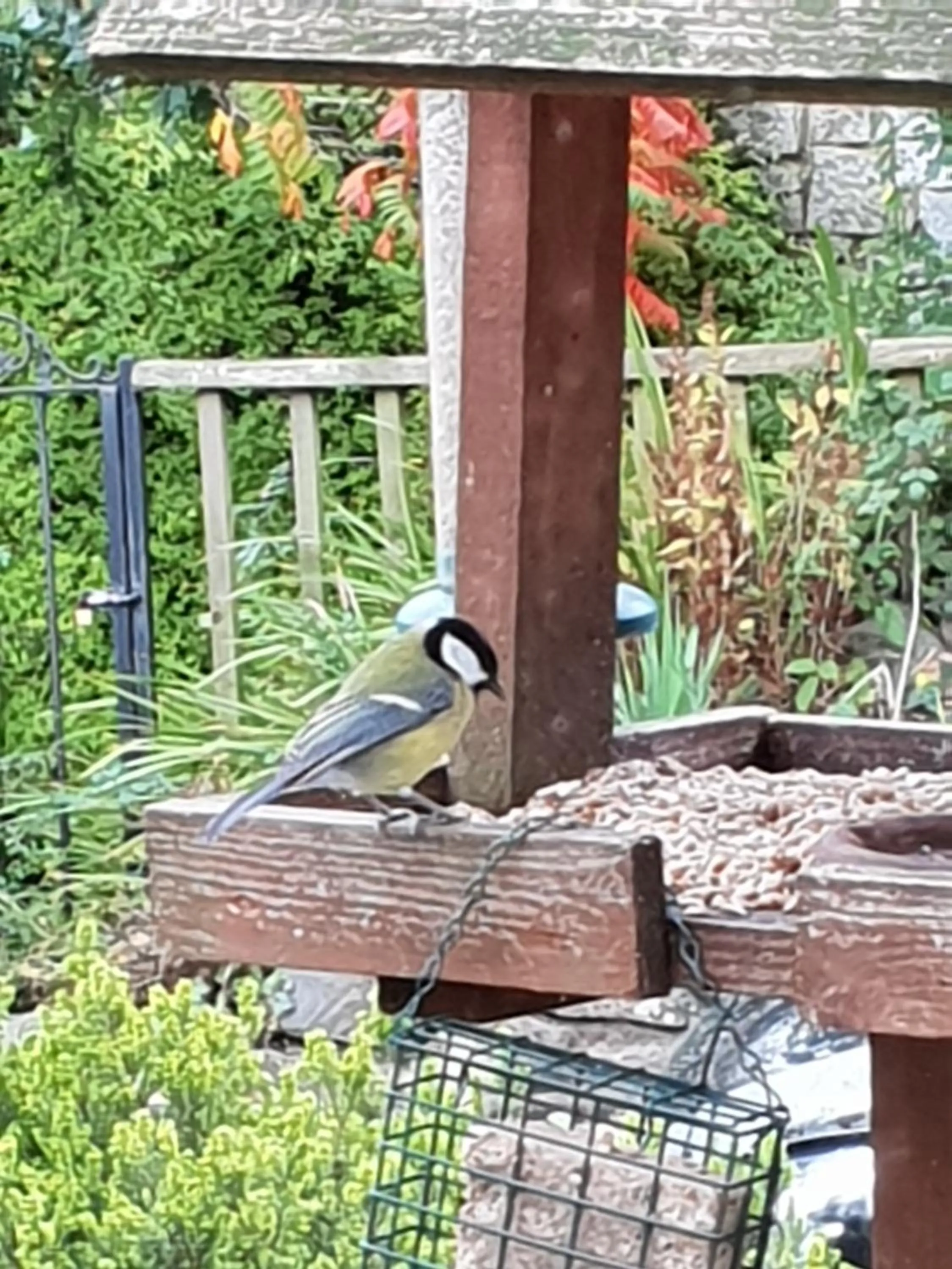 Animals in The Millers Cottage