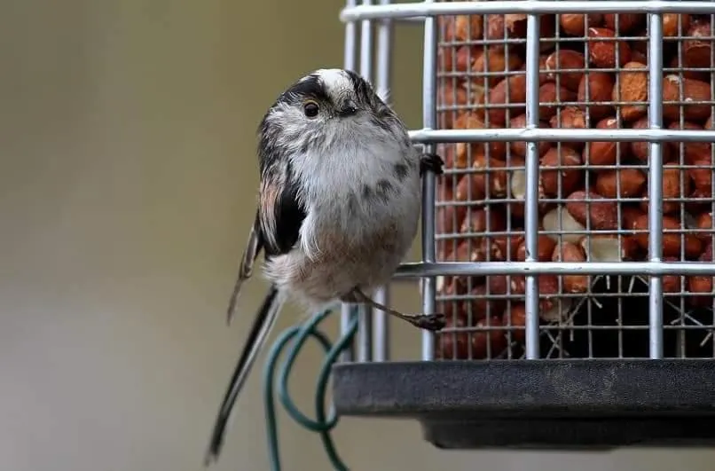Bird's eye view in The Millers Cottage