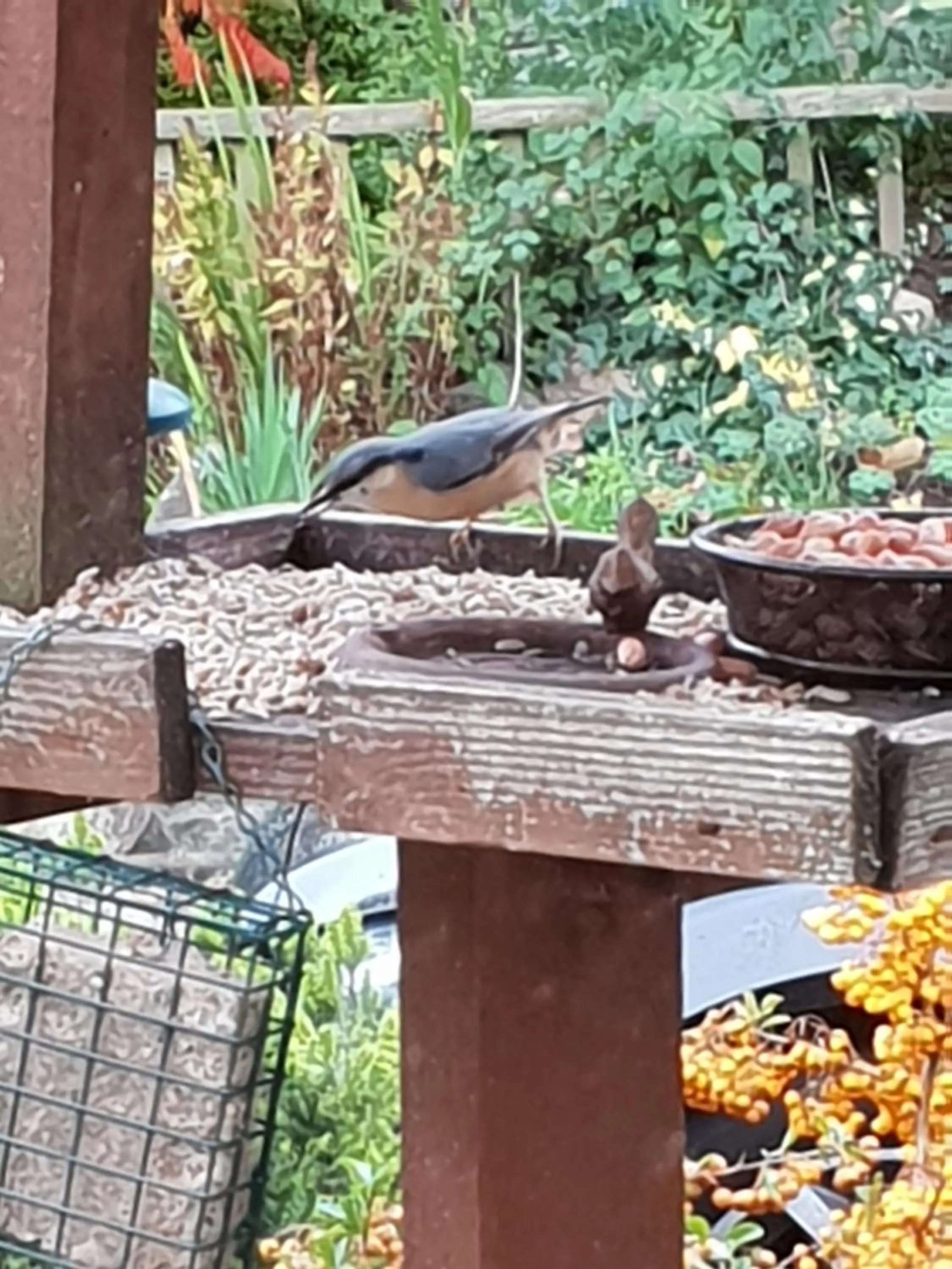 Animals in The Millers Cottage